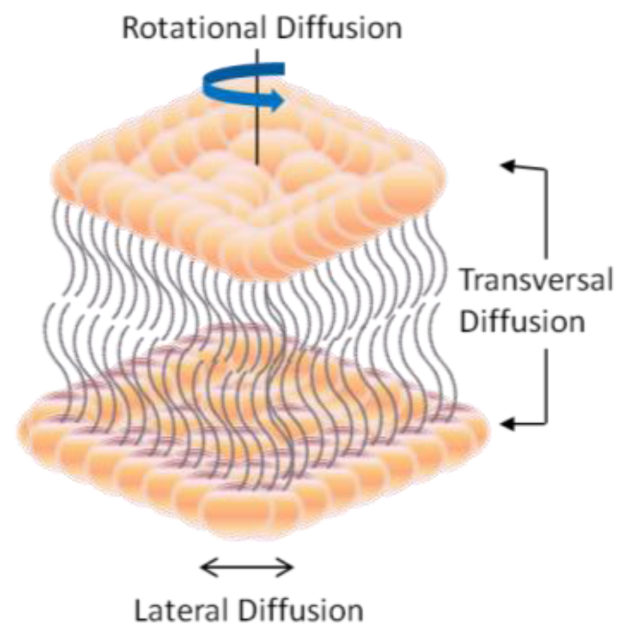 IJMS | Free Full-Text | Engineering Lipid Bilayer Membranes for Protein