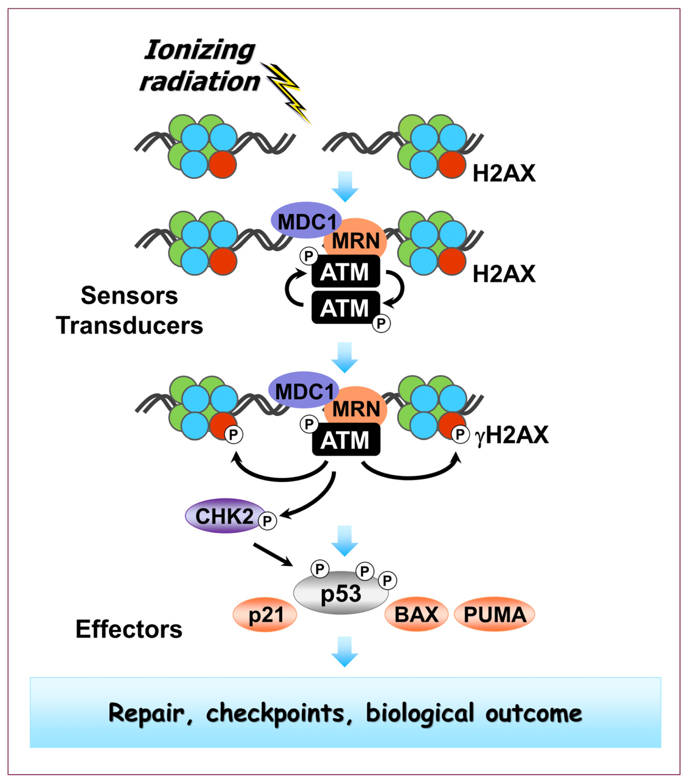 Ijms 14 22409f1 1024