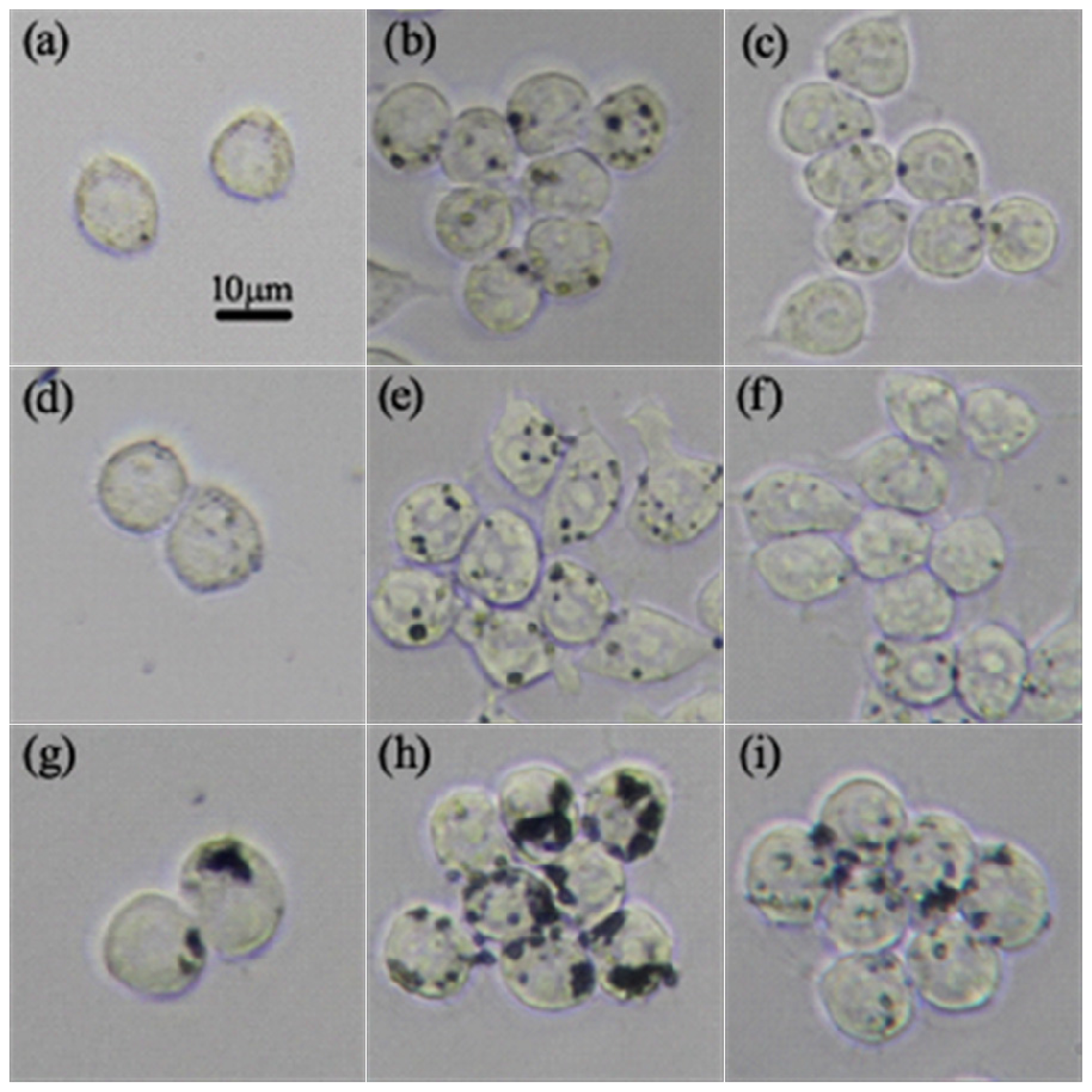 Ijms 14 22529f4 1024