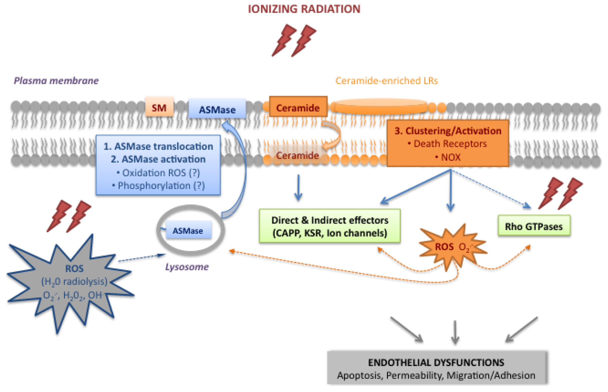 Ijms 14 22678f3 1024