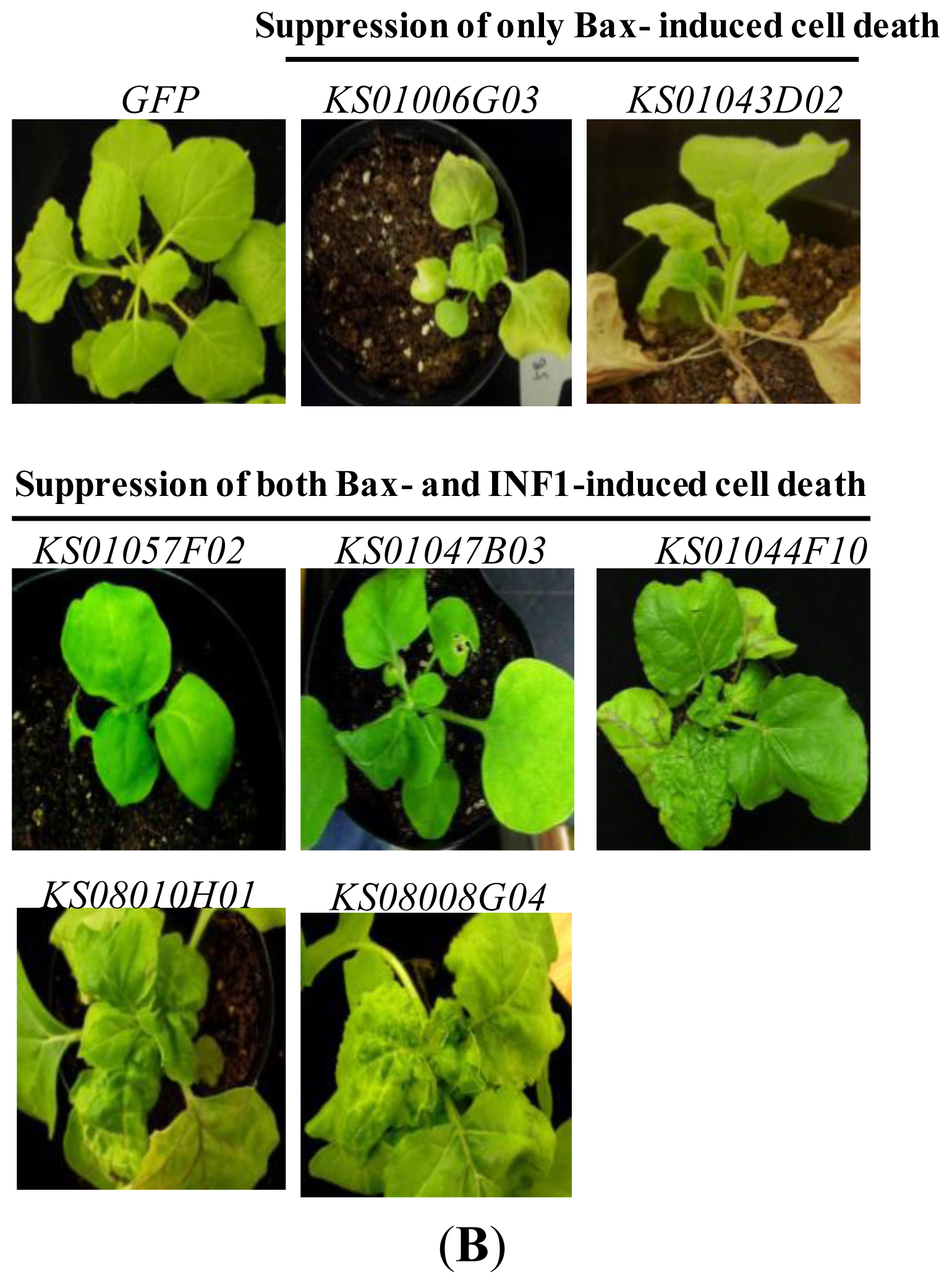 Ijms 14 22782f2b 1024