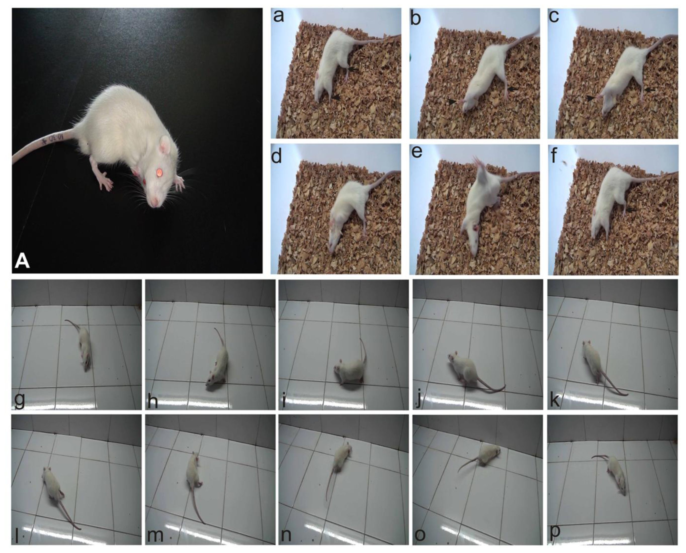 Ijms 14 22857f1 1024