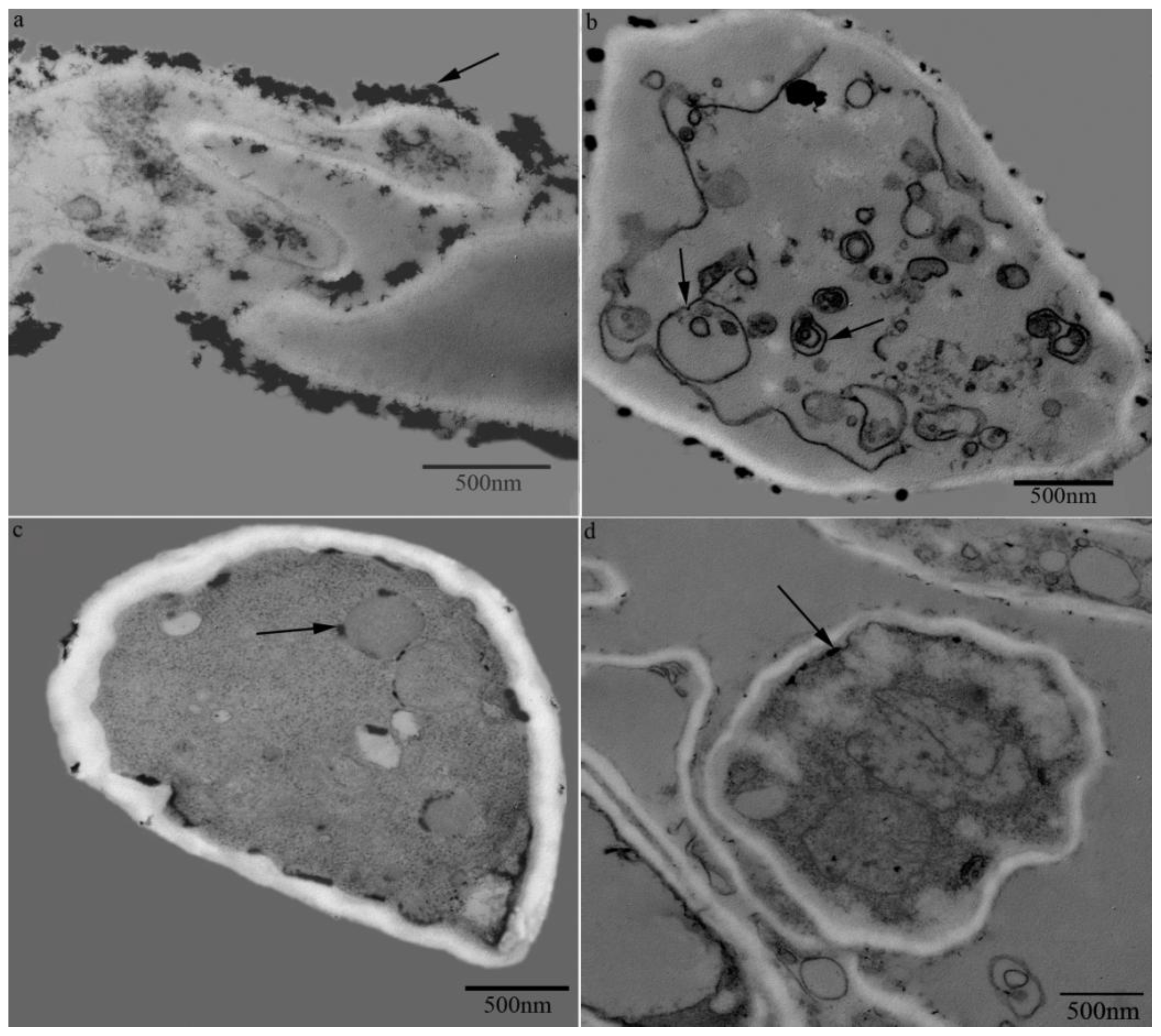 Ijms 14 22967f4 1024