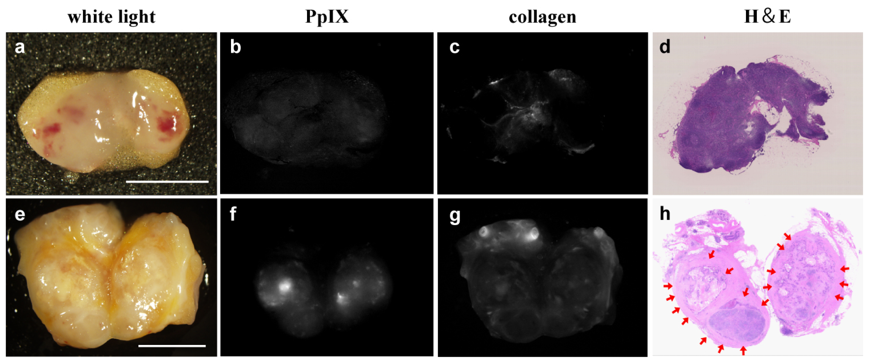 Ijms 14 23140f2 1024