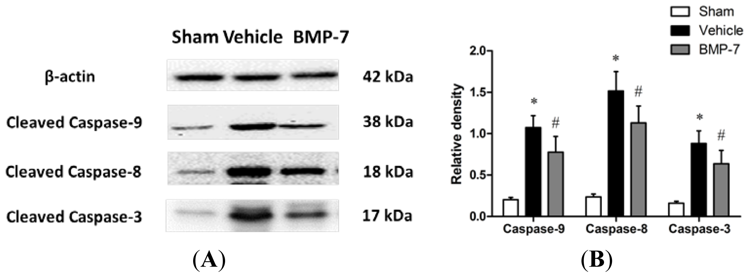 Ijms 14 23441f7 1024