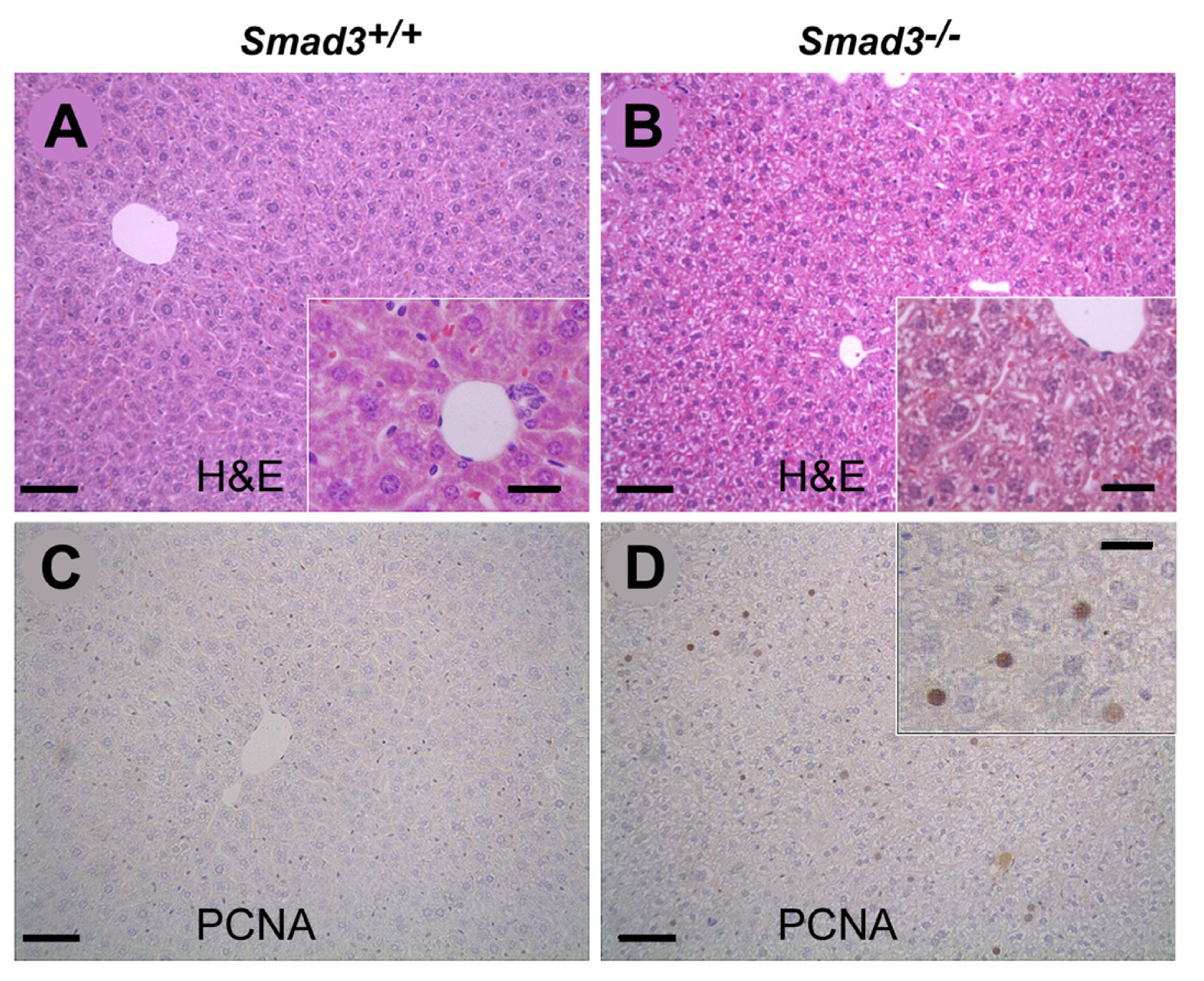 Ijms 14 23700f1 1024