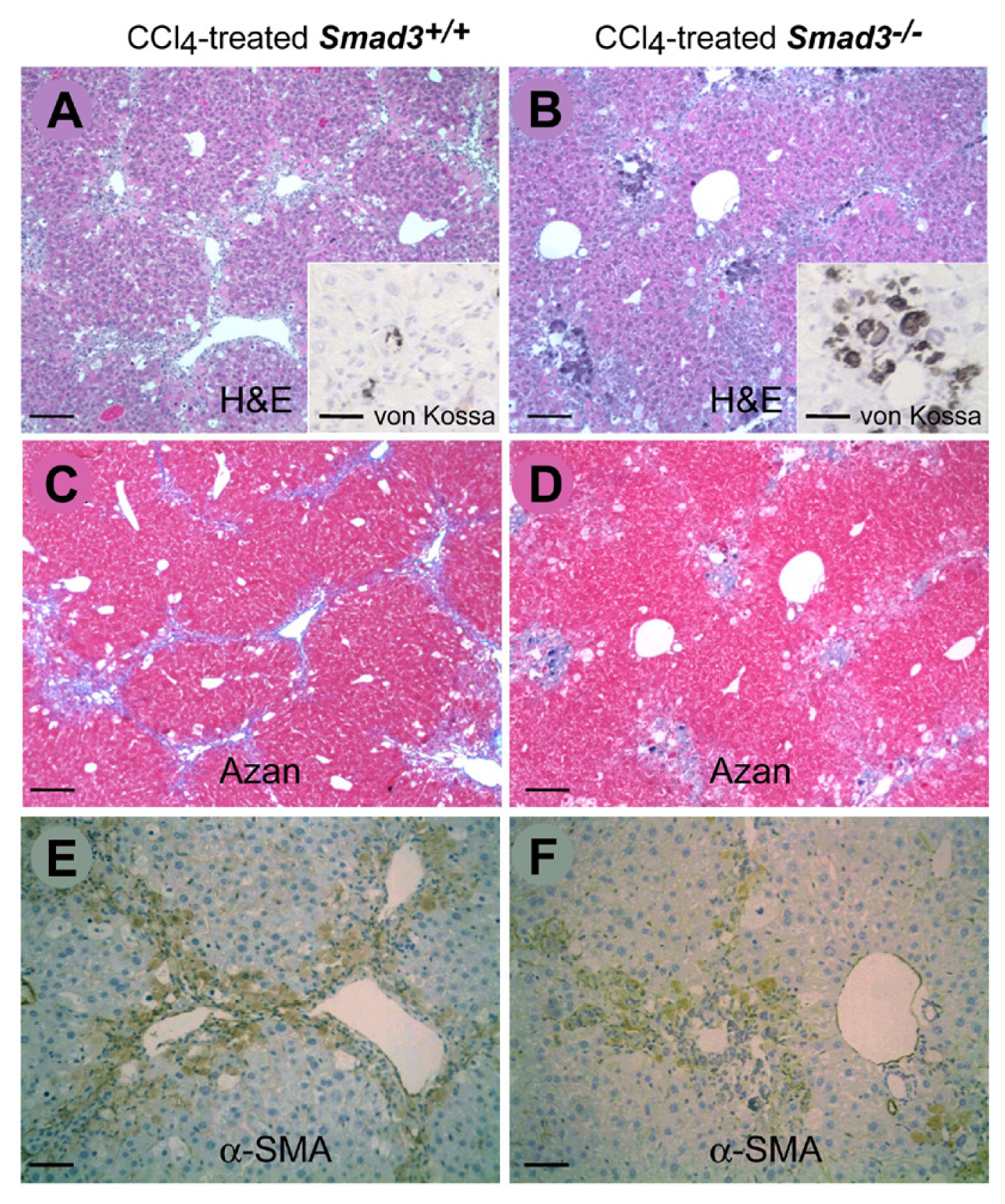 Ijms 14 23700f2 1024