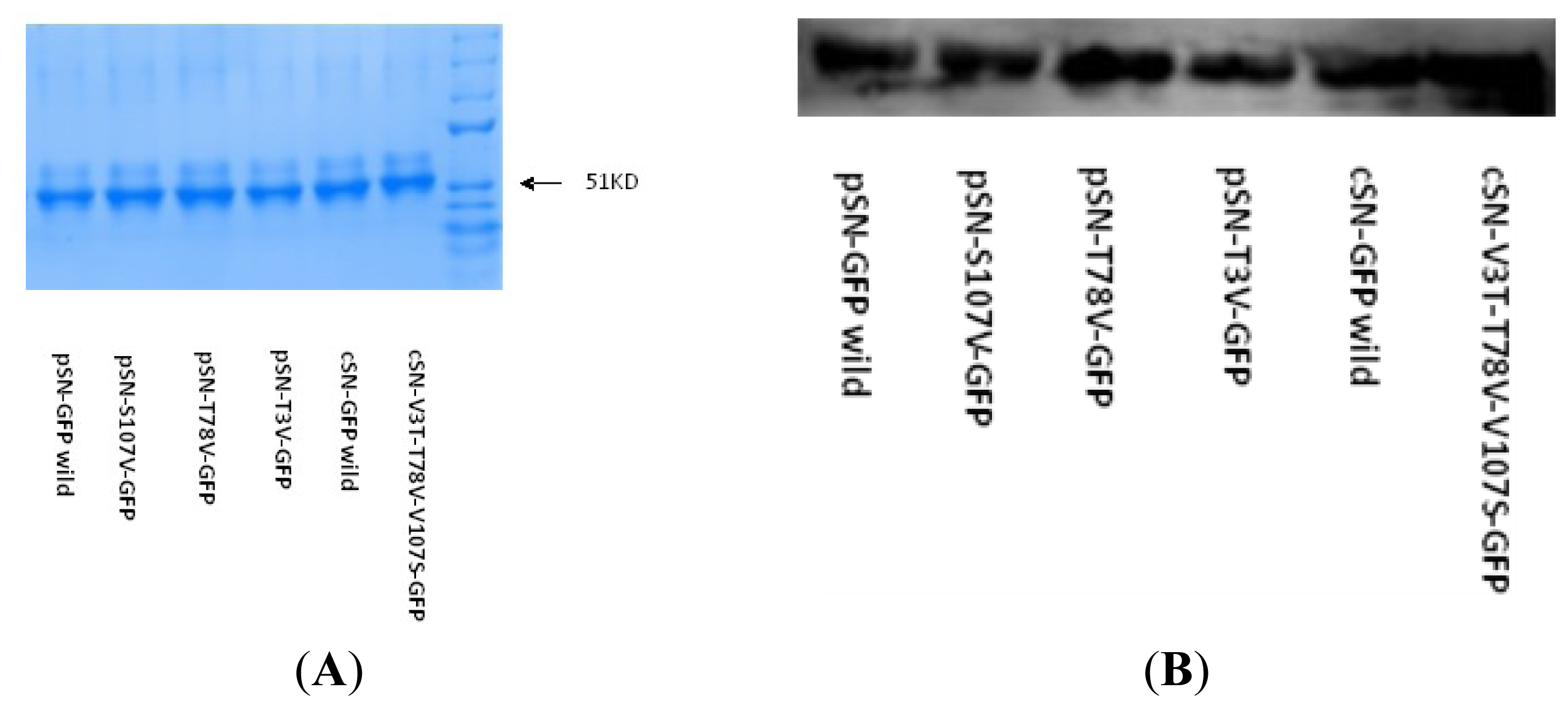 Ijms 14 23955f4 1024