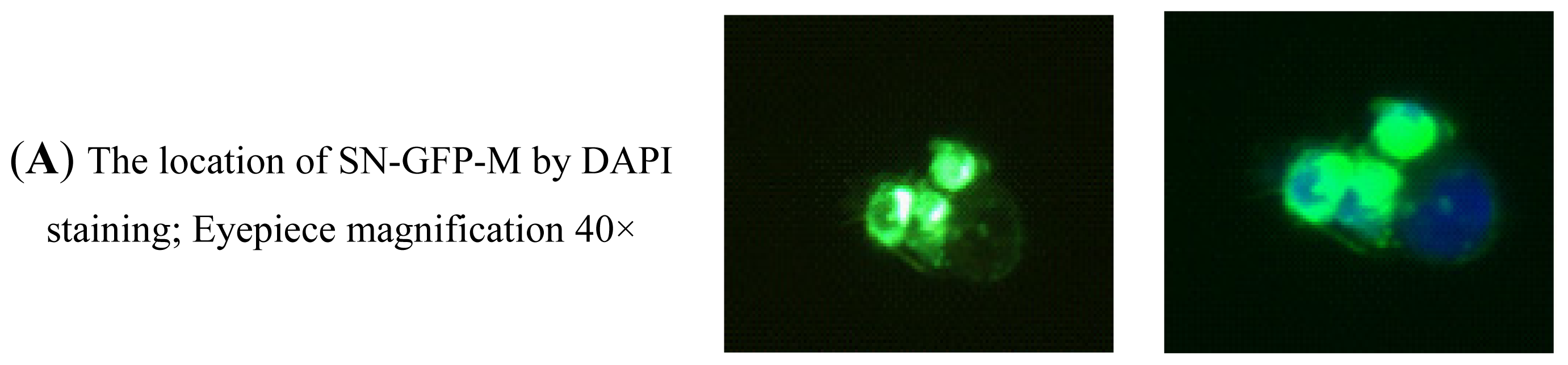 Ijms 14 23955f7a 1024