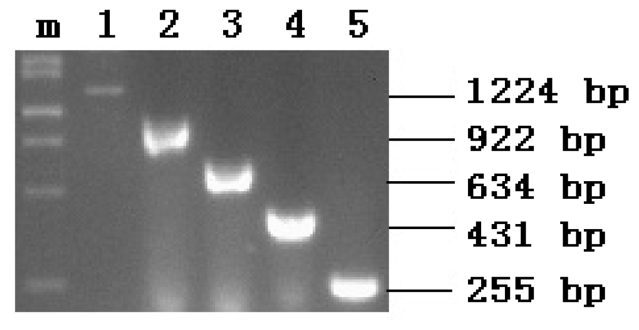 Ijms 14 24126f1 1024