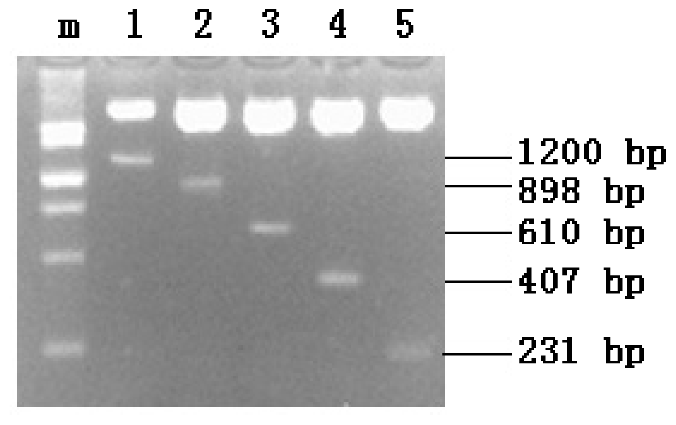 Ijms 14 24126f2 1024