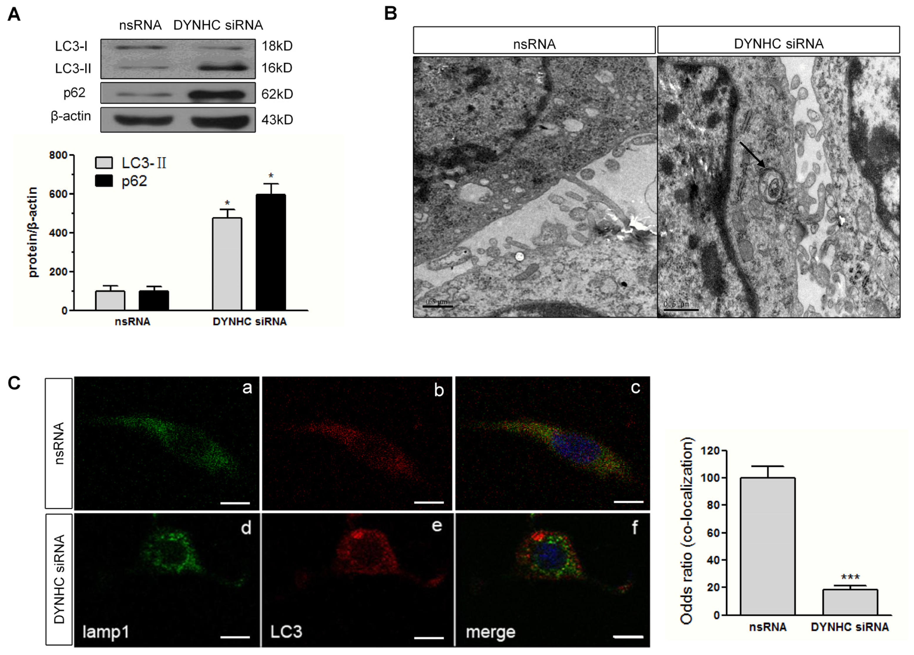 Ijms 14 24242f4 1024