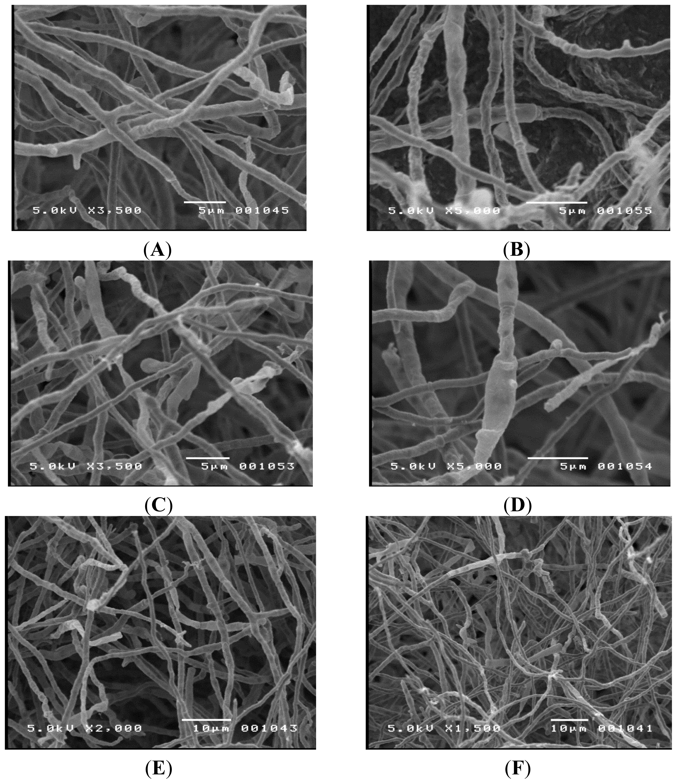 Ijms 15 01300f2 1024