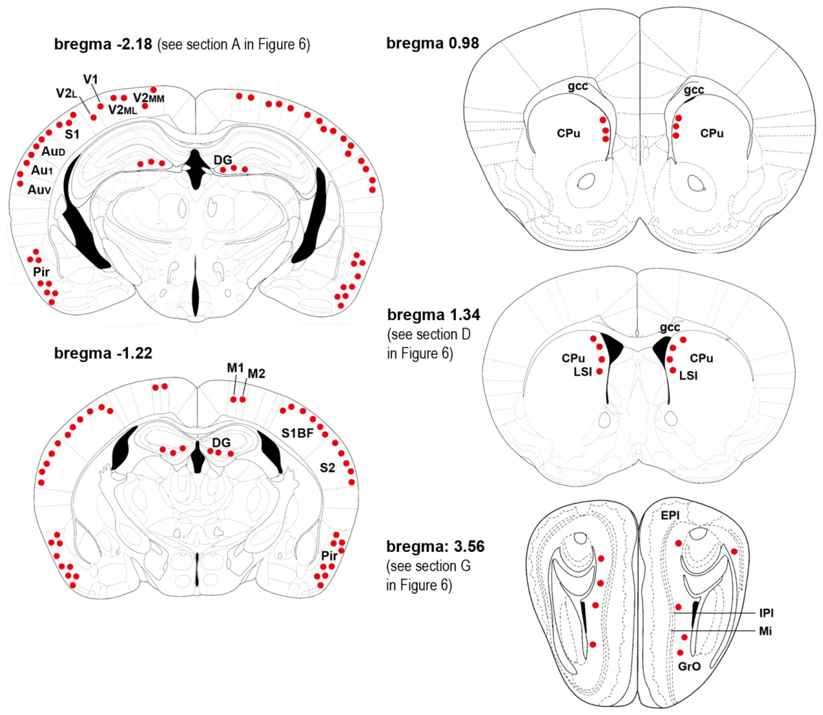 Phosphorylation of Histone H2AX in the Mouse Brain from
