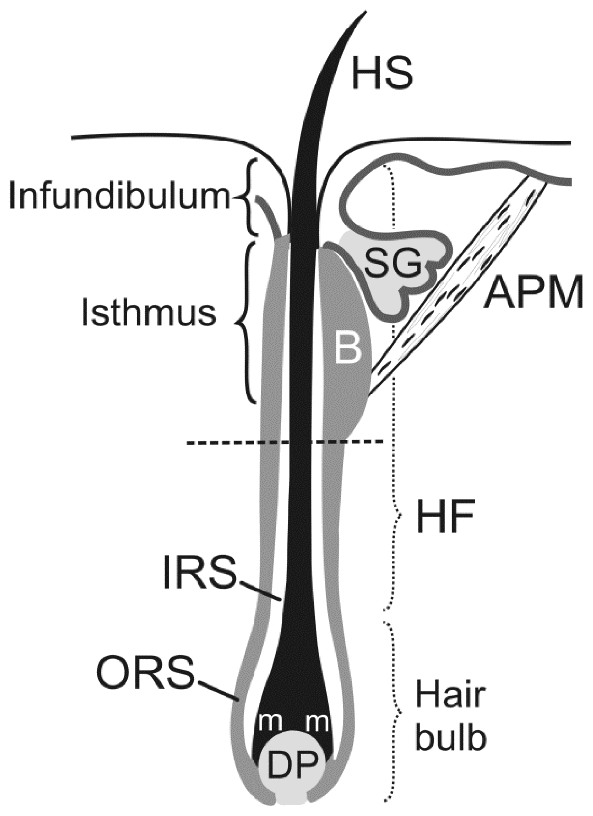 The Hair Structure  Hair Guide