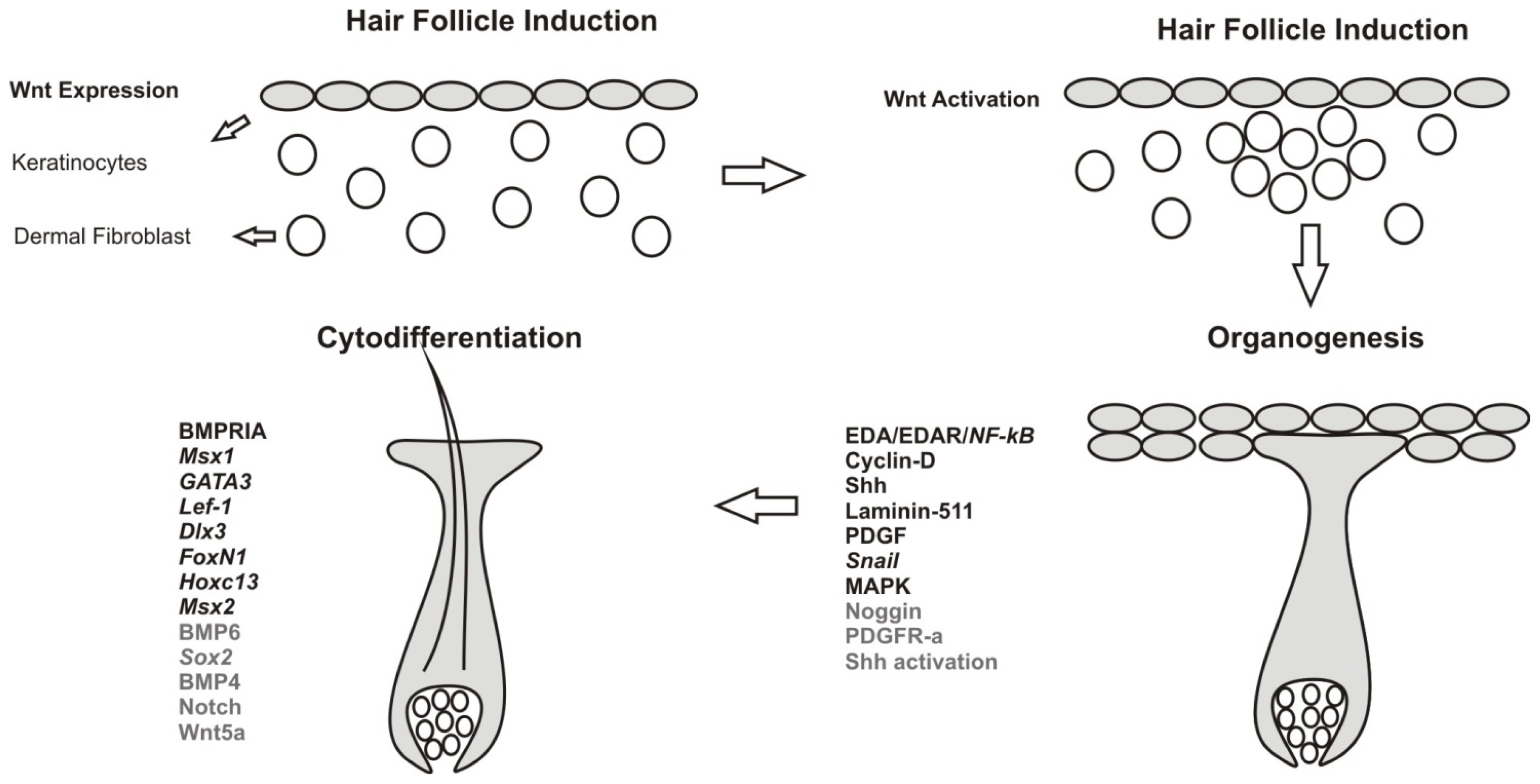 IJMS | Free Full-Text | Signaling Involved in Hair Follicle