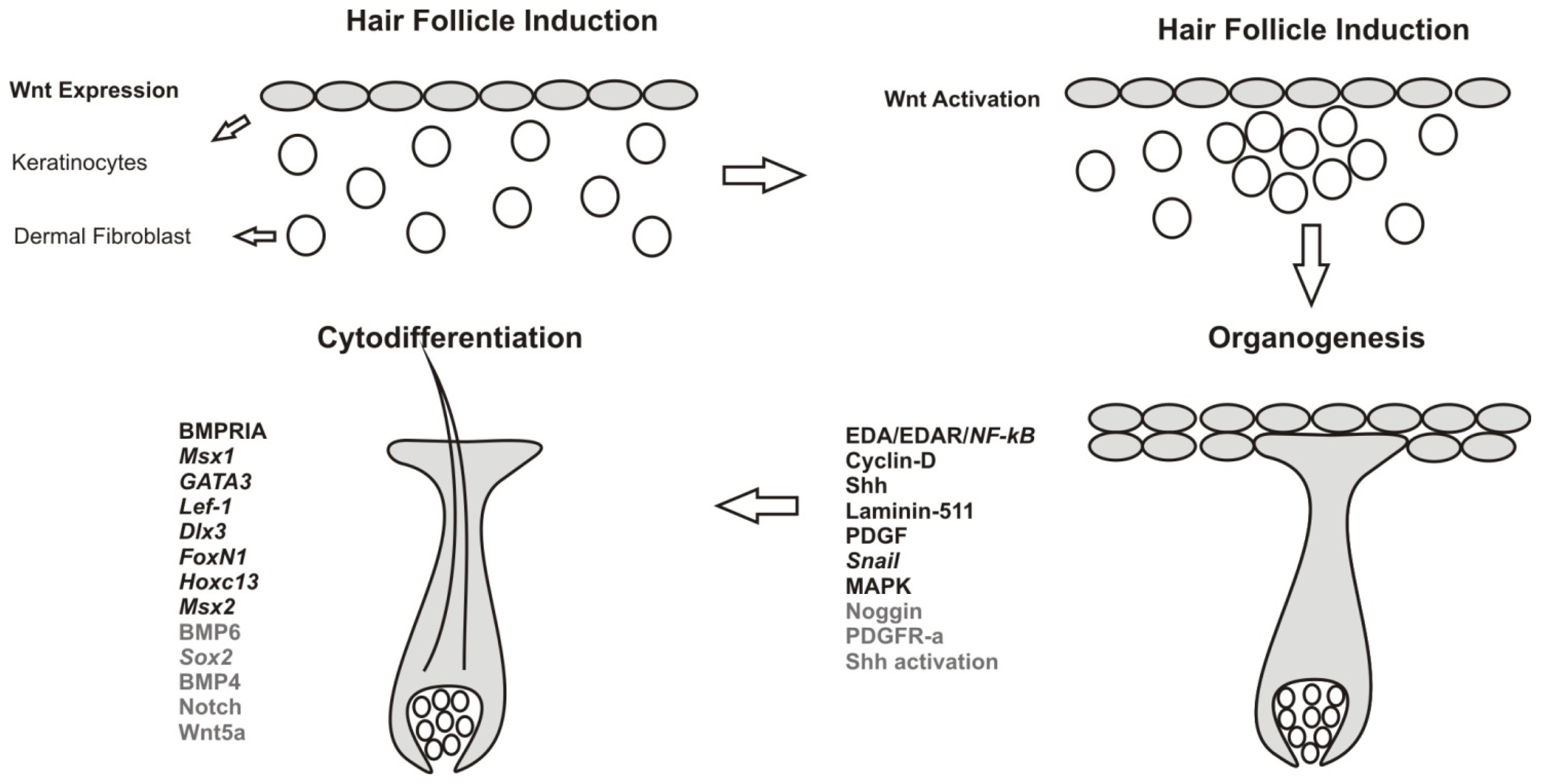 IJMS Free FullText Signaling Involved in Hair Follicle