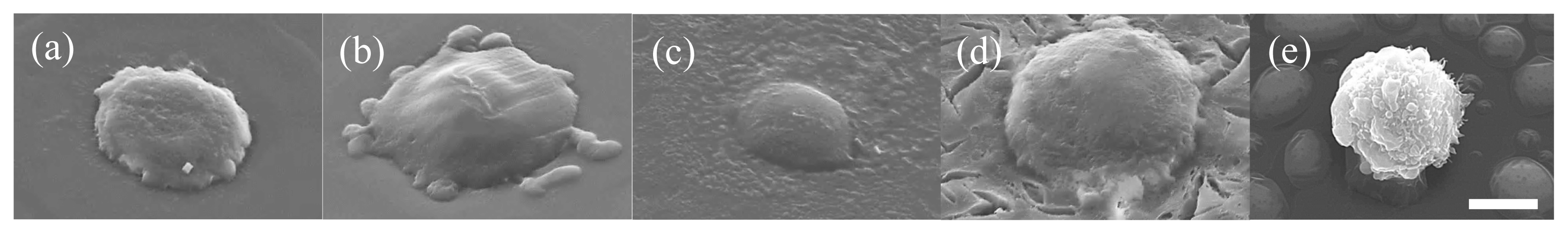 Ijms 15 02142f5 1024