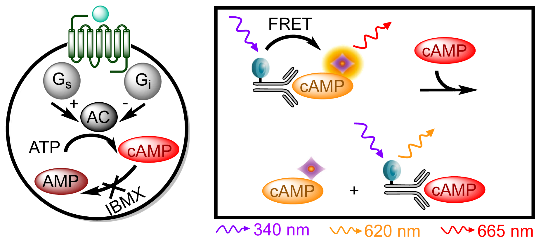 Ijms 15 02554f3 1024