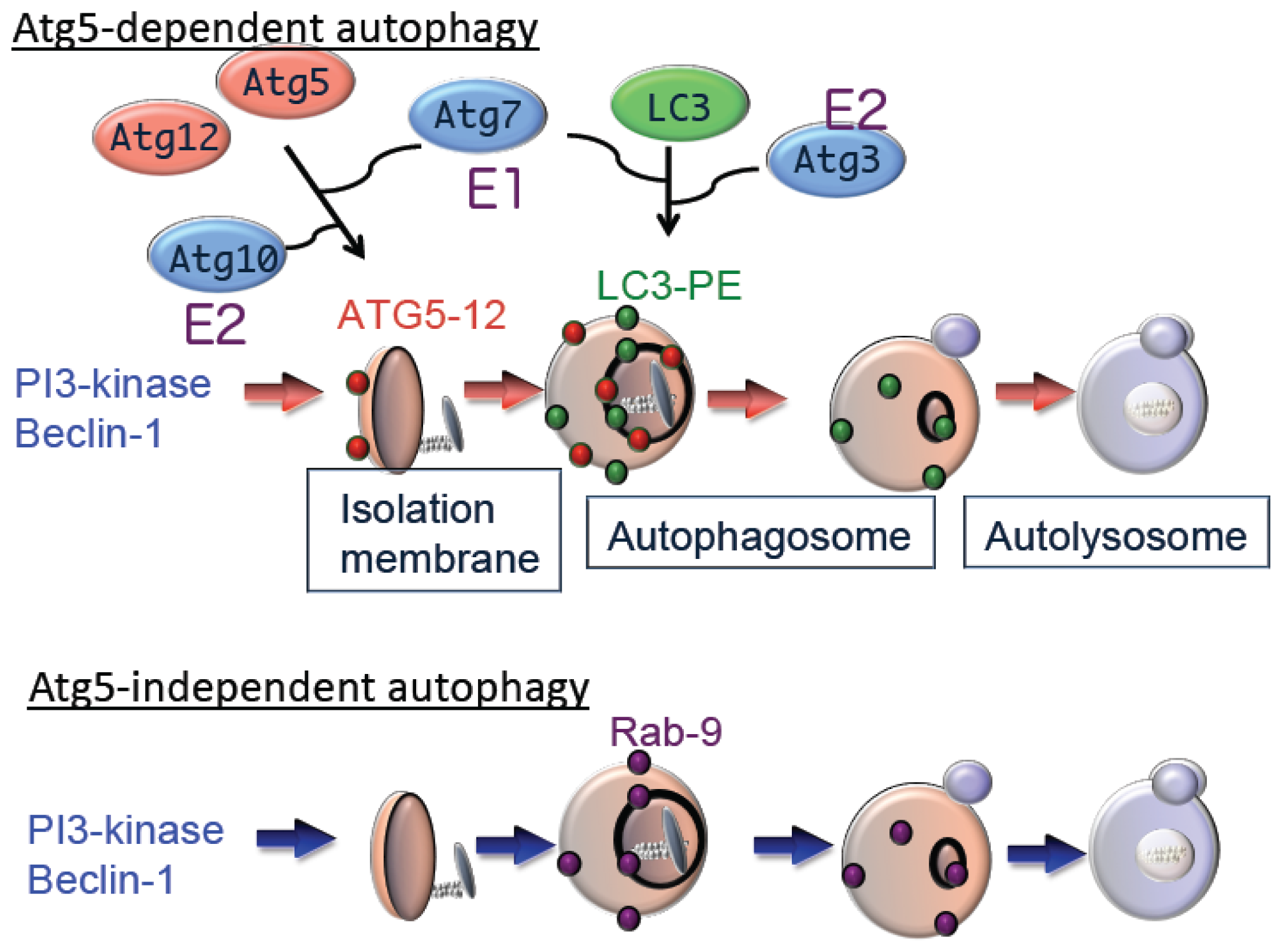 Ijms 15 03145f2 1024