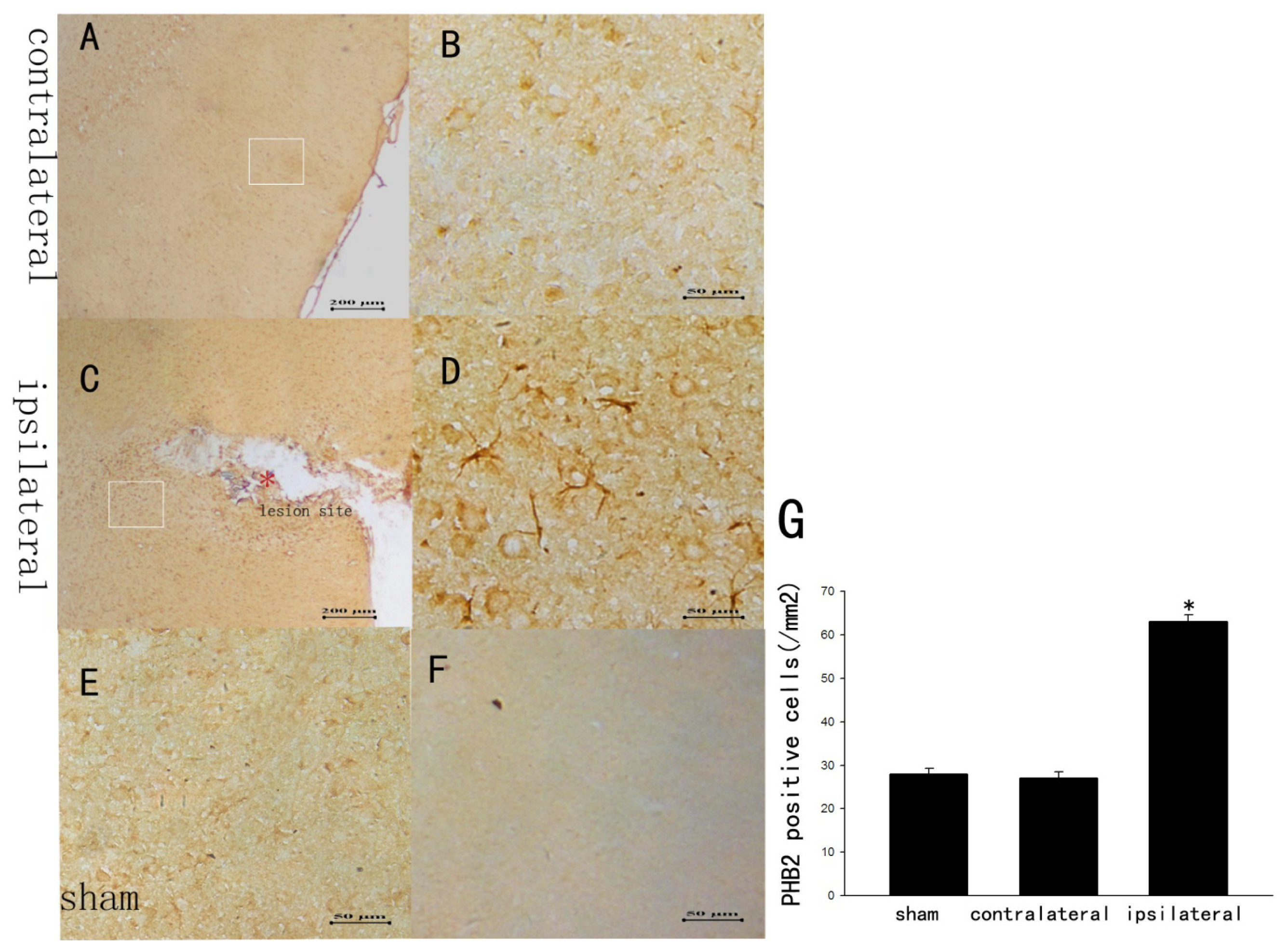 Ijms 15 03299f2 1024