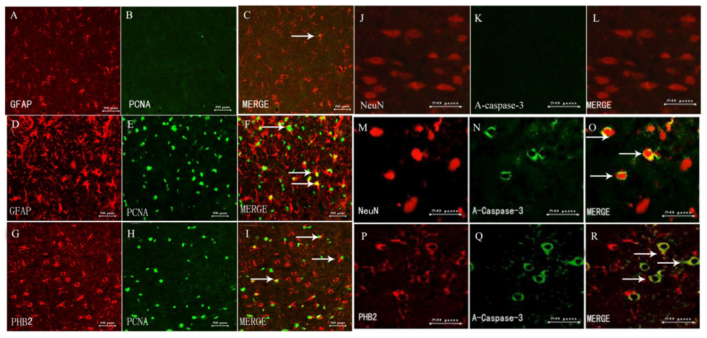 Ijms 15 03299f4 1024