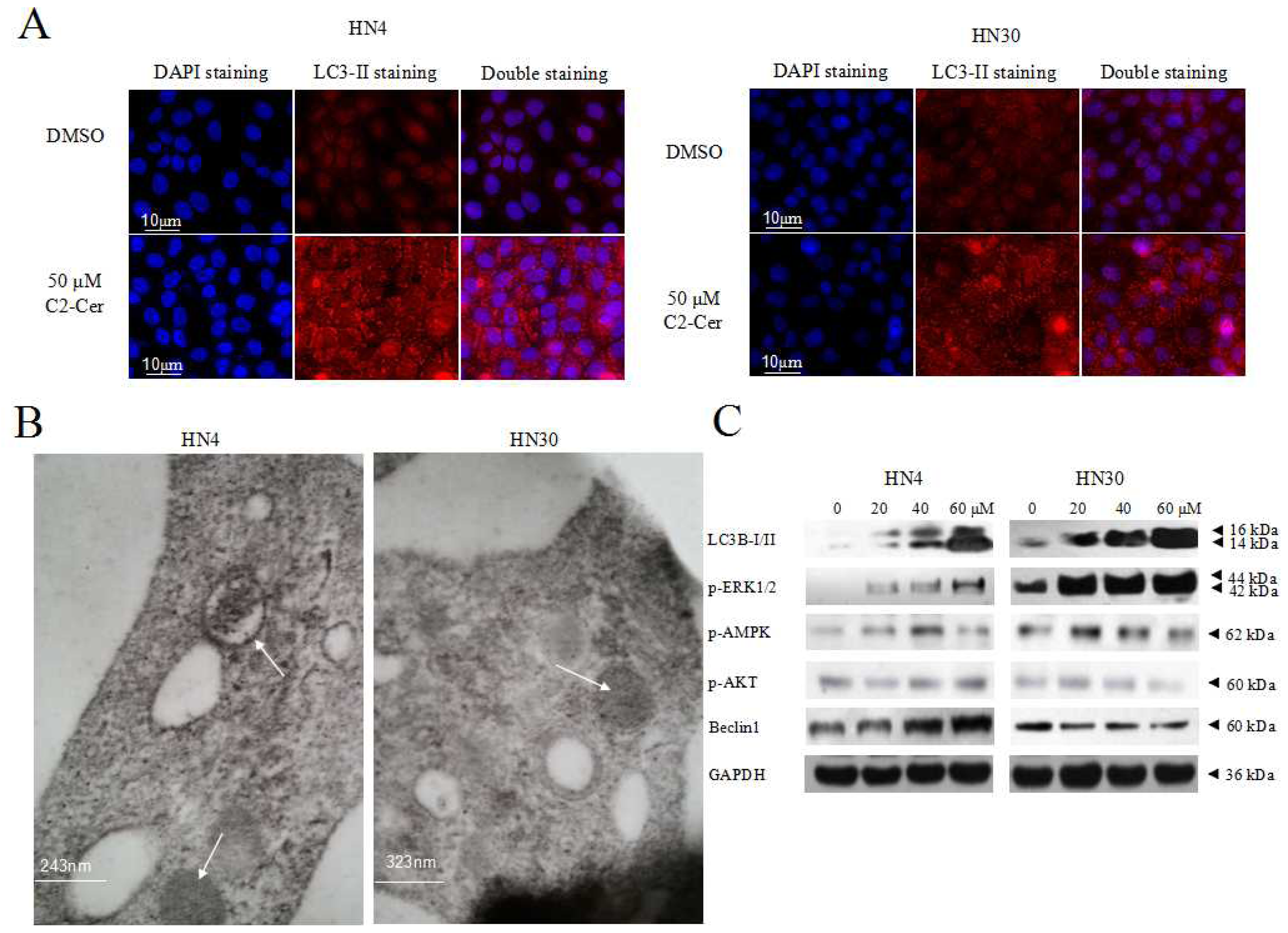 Ijms 15 03336f5 1024