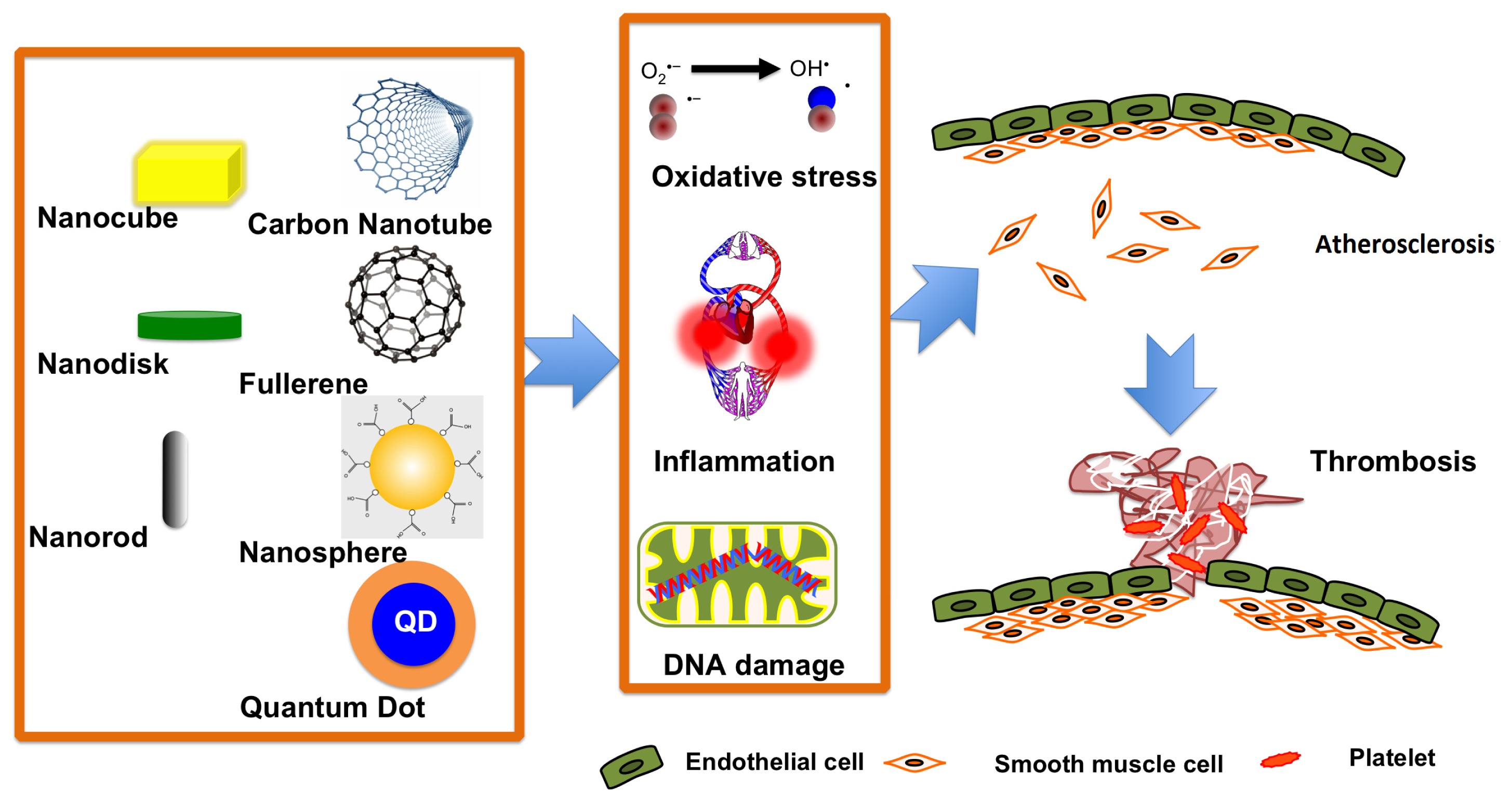 Ijms 15 03671f2 1024