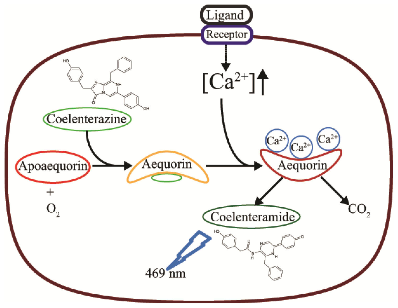 Ijms 15 03842f1 1024