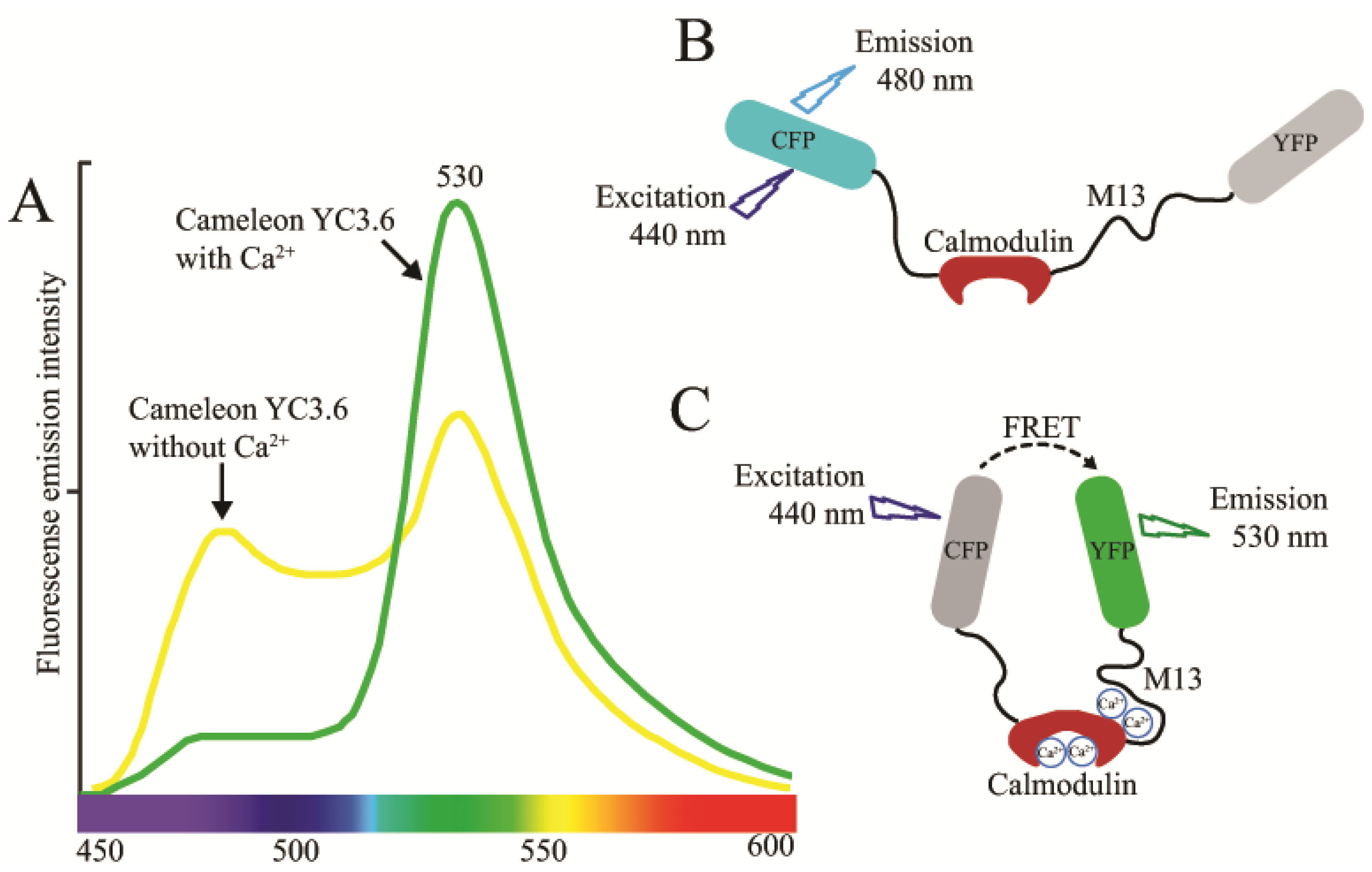 Ijms 15 03842f2 1024