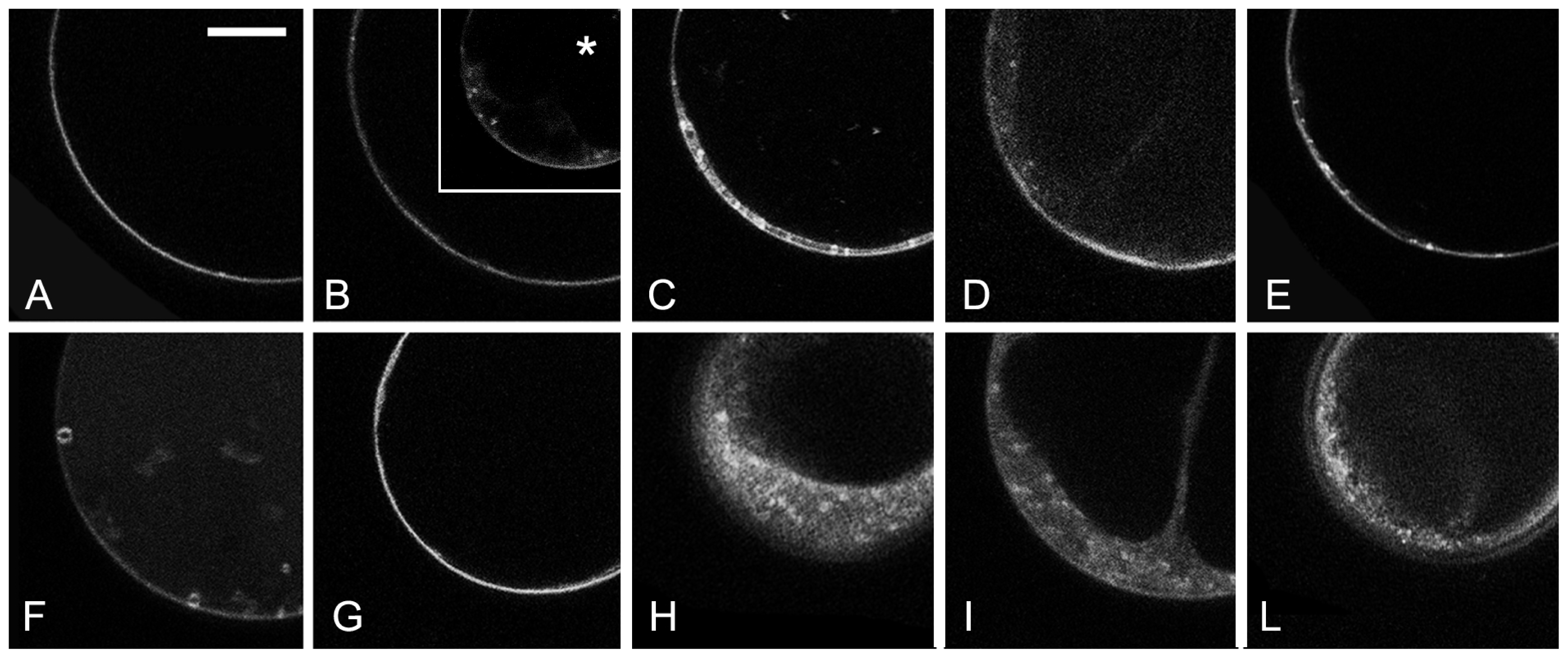 Ijms 15 04565f3 1024