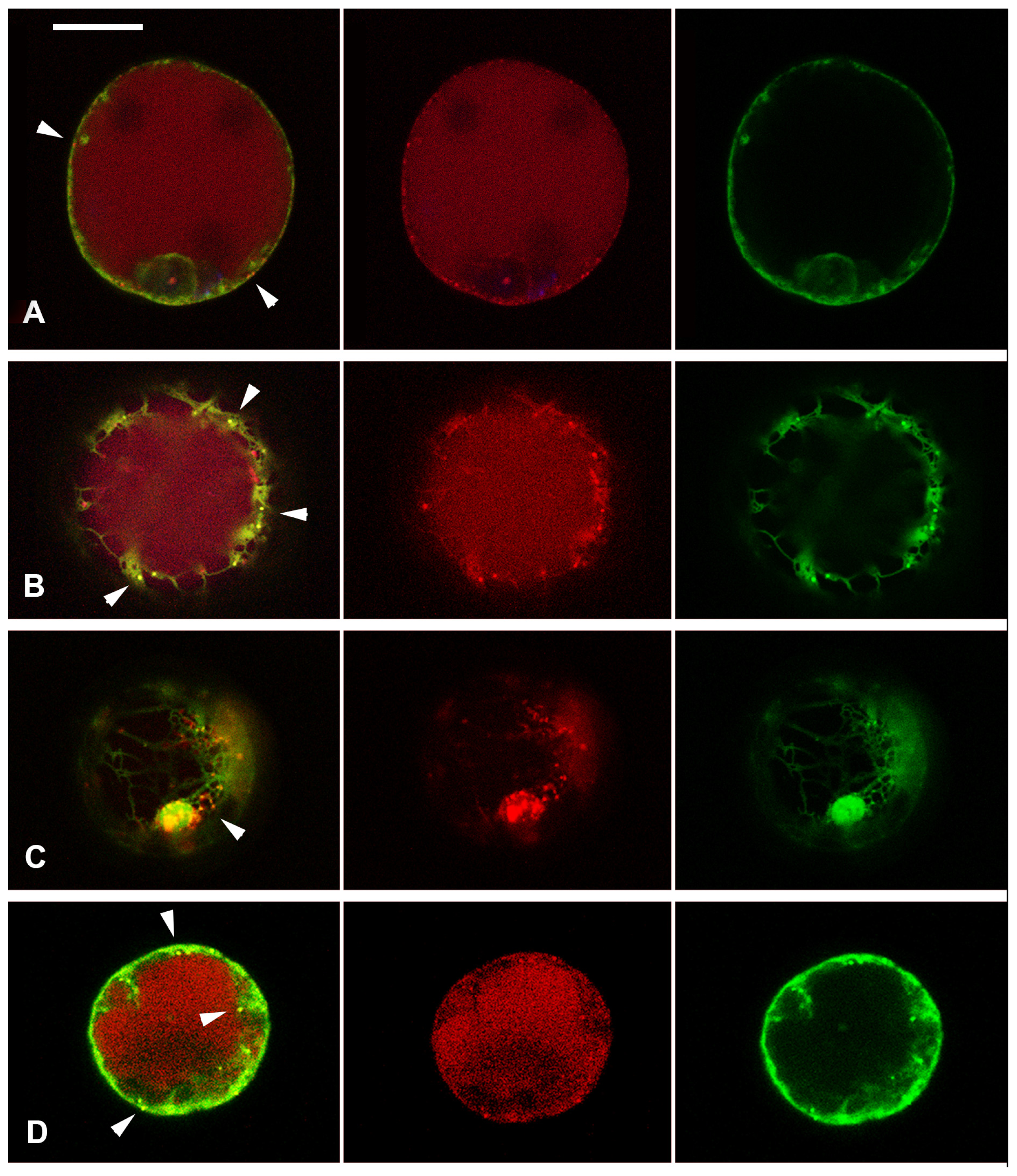 Ijms 15 04565f4a 1024