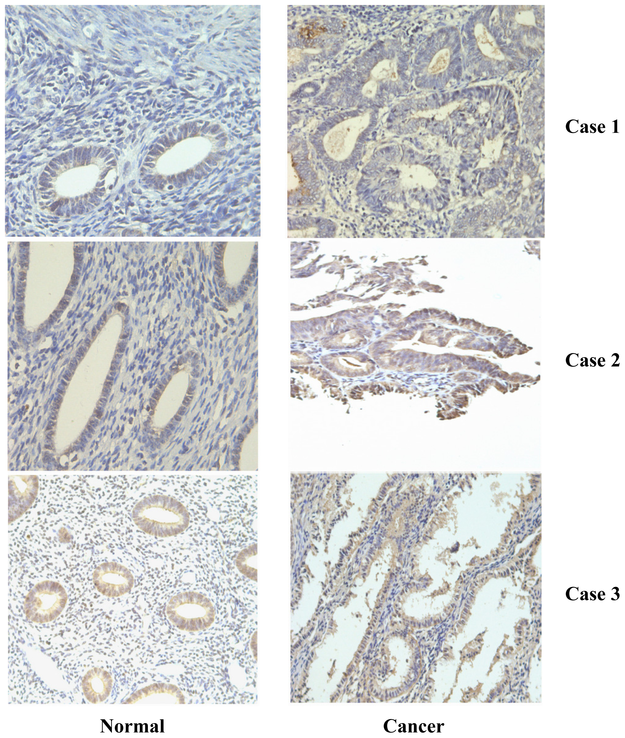 Ijms 15 04780f1 1024