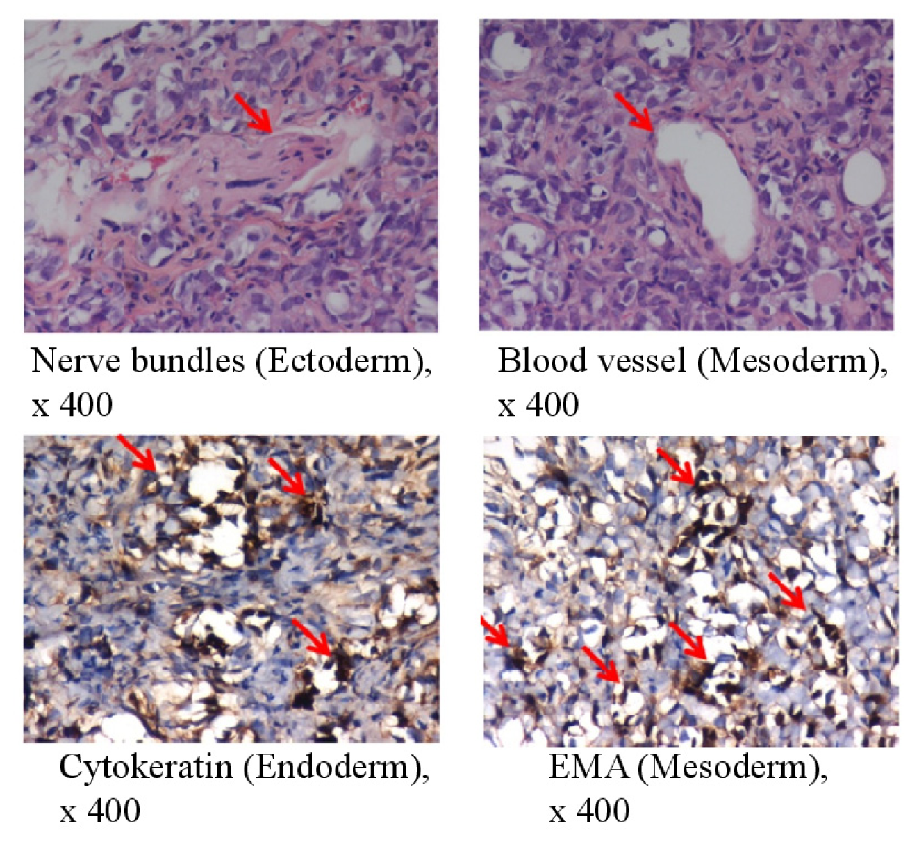 Ijms 15 05011f2 1024