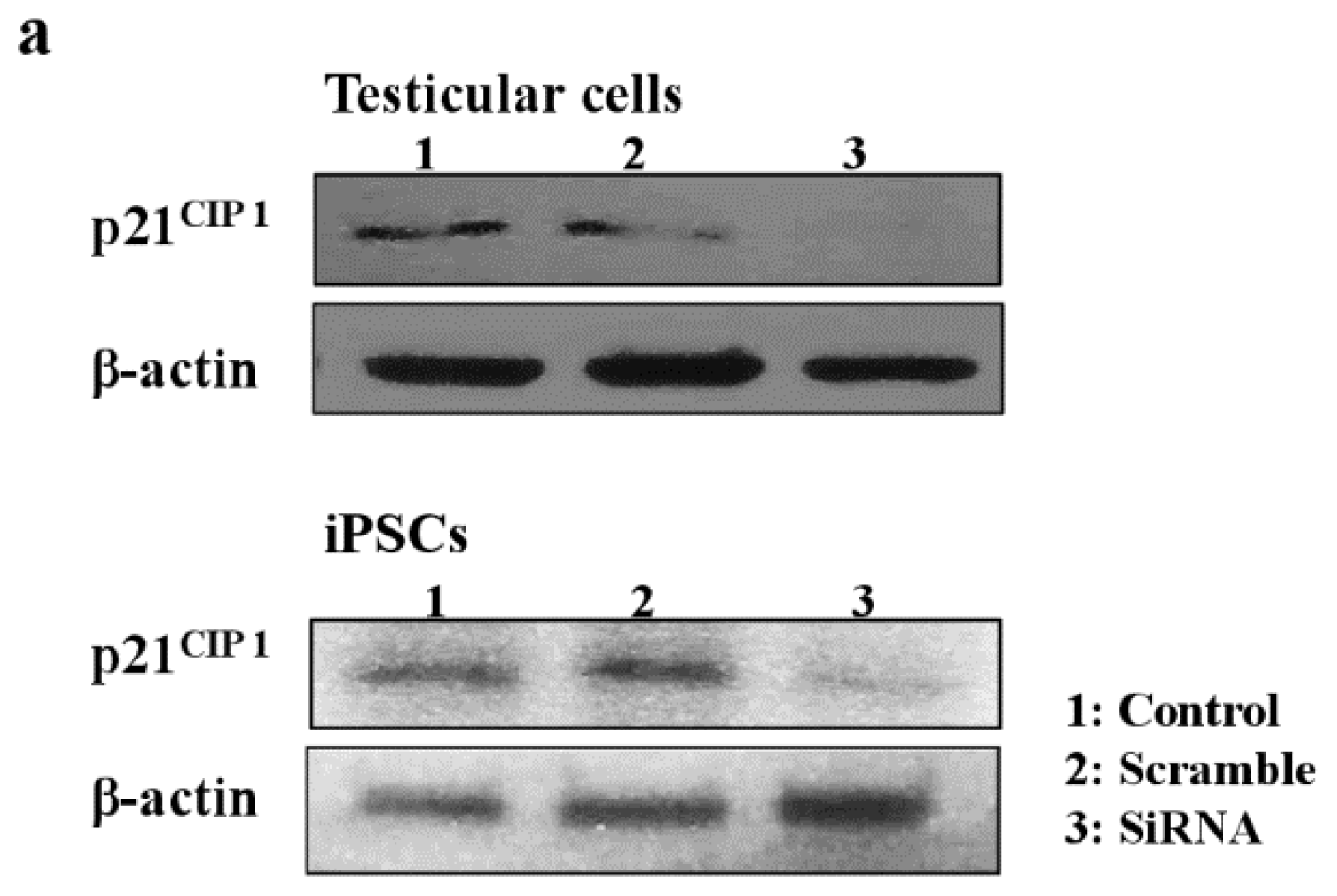 Ijms 15 05011f5a 1024