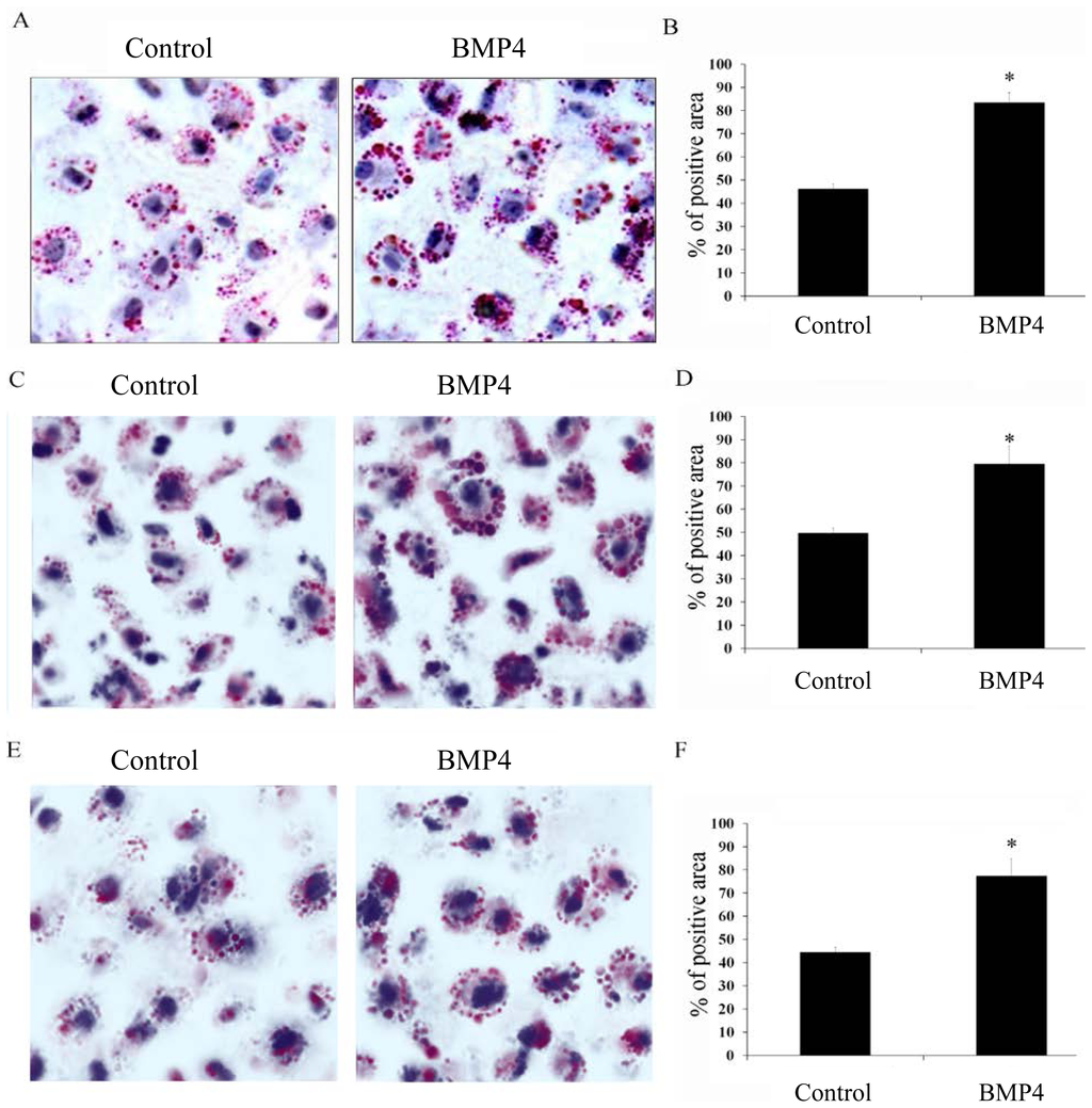 IJMS Free FullText BMP4 Enhances Foam Cell Formation by BMPR2/Smad1/5/8 Signaling