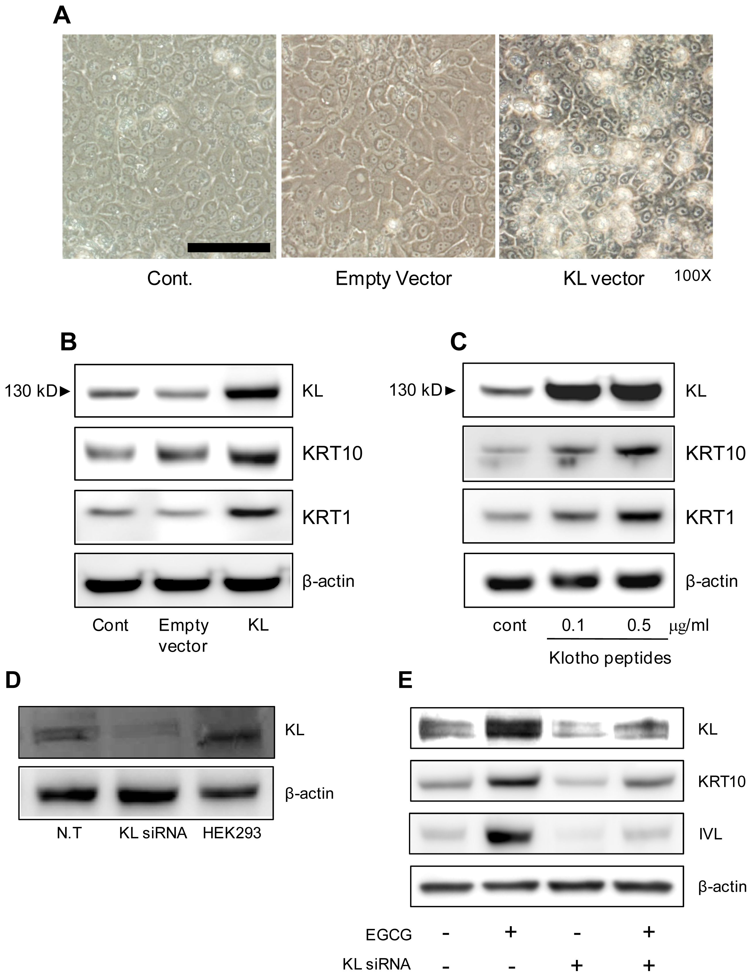 Ijms 15 05749f4 1024