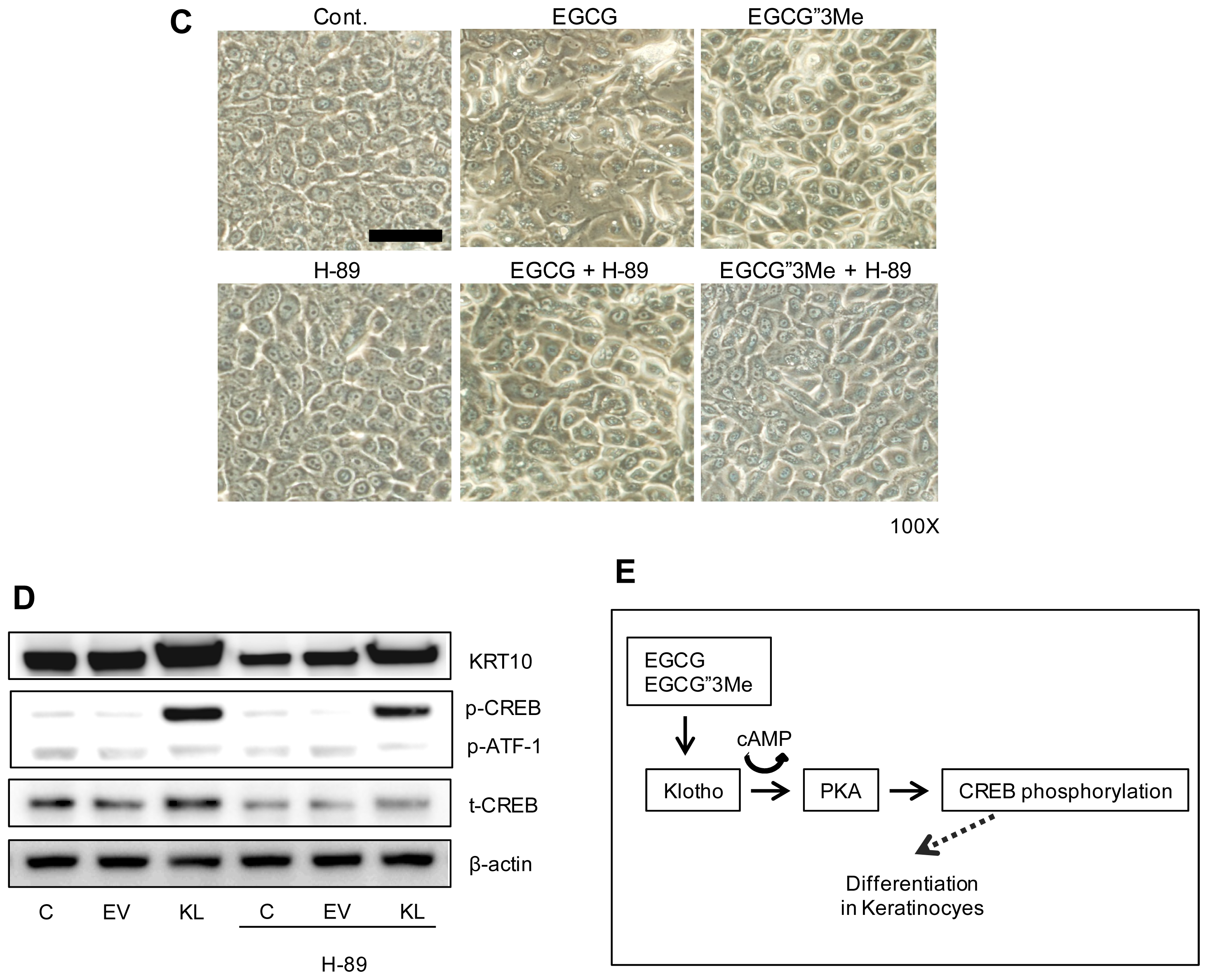 Ijms 15 05749f5b 1024