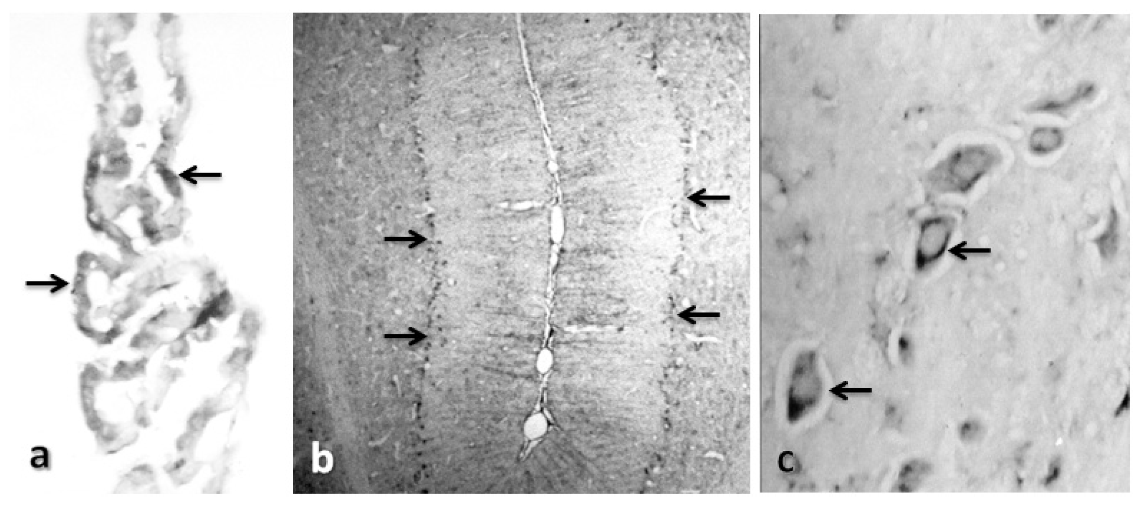 Ijms 15 05807f4 1024