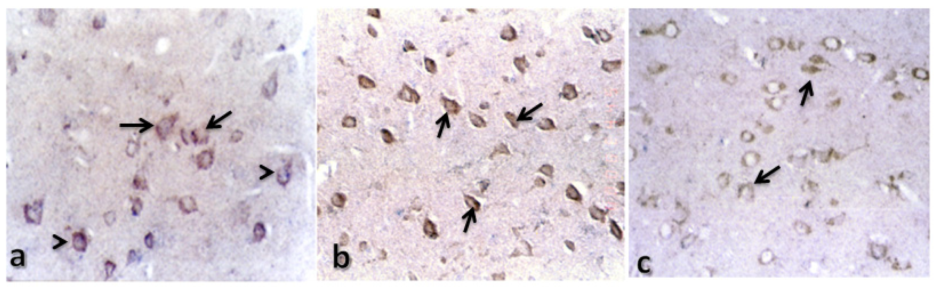 Ijms 15 05807f5 1024