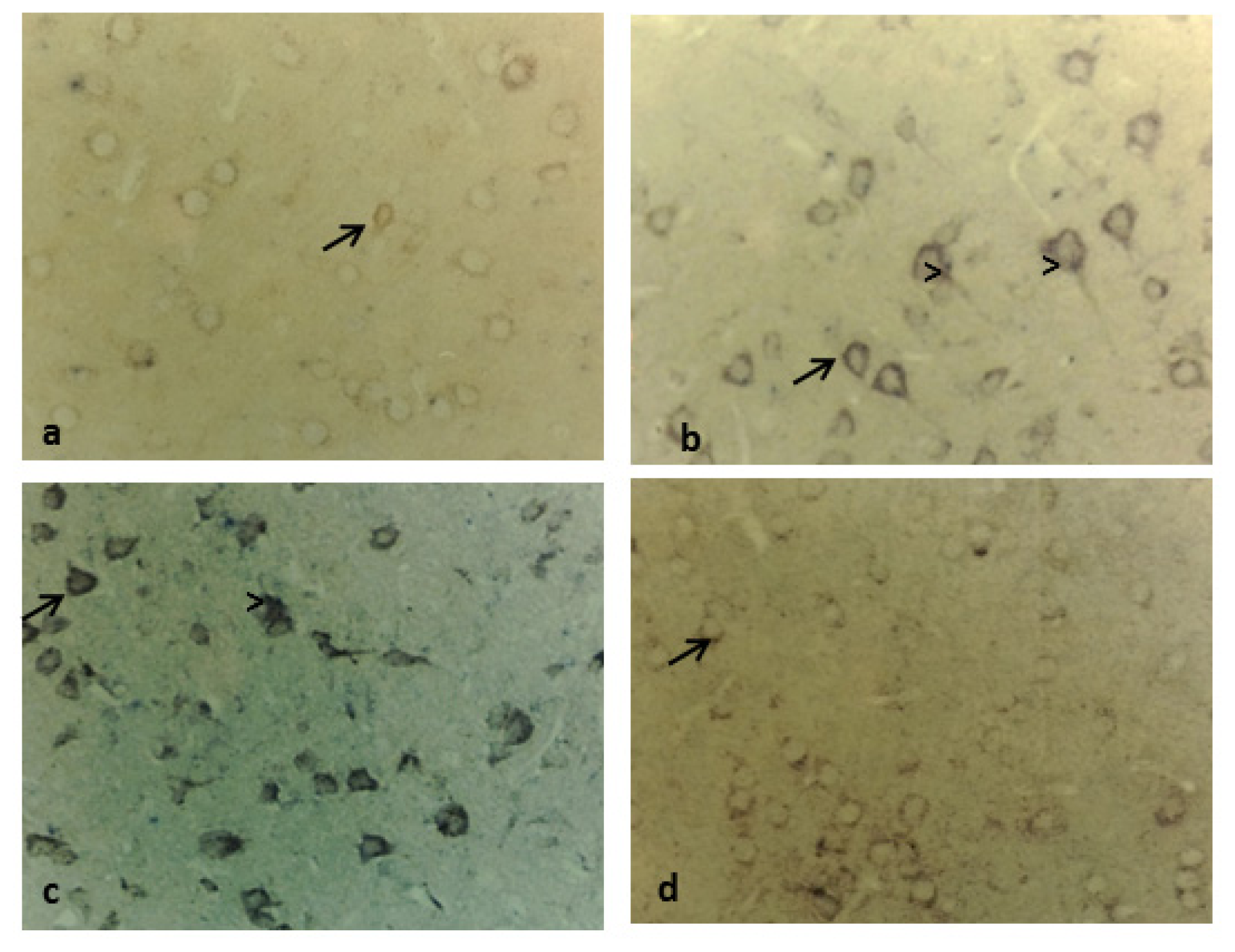 Ijms 15 05807f6 1024