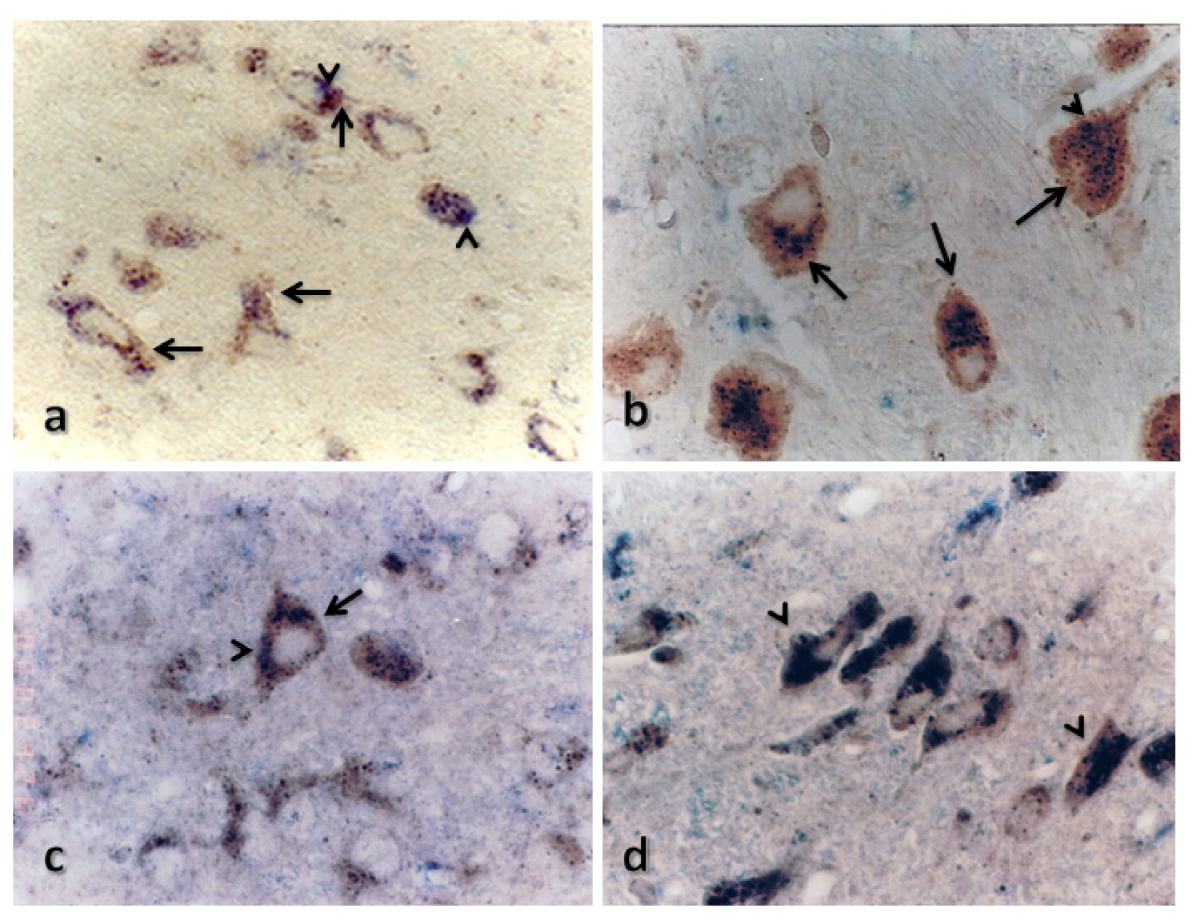 Ijms 15 05807f7 1024