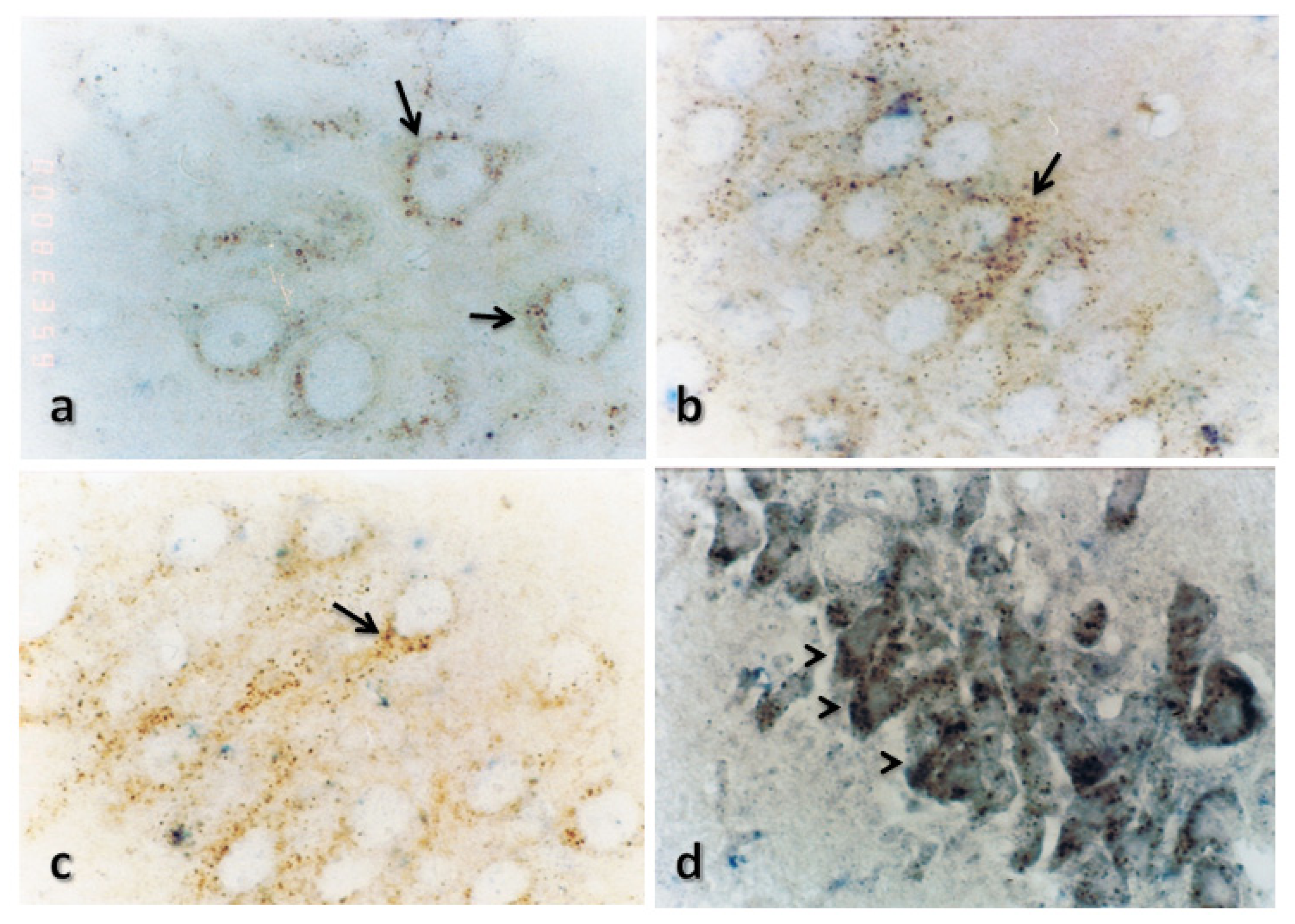 Ijms 15 05807f8 1024