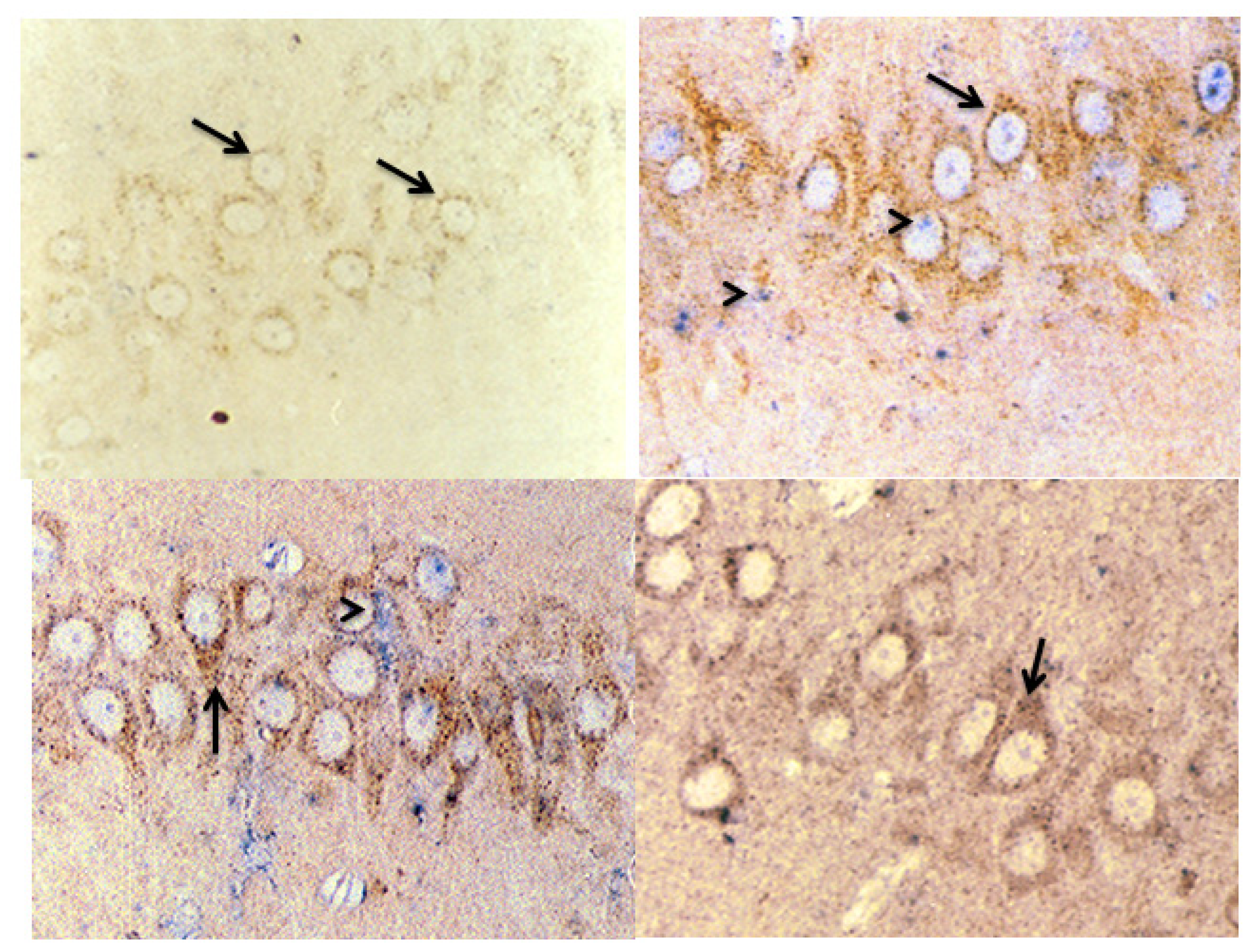 Ijms 15 05807f9 1024