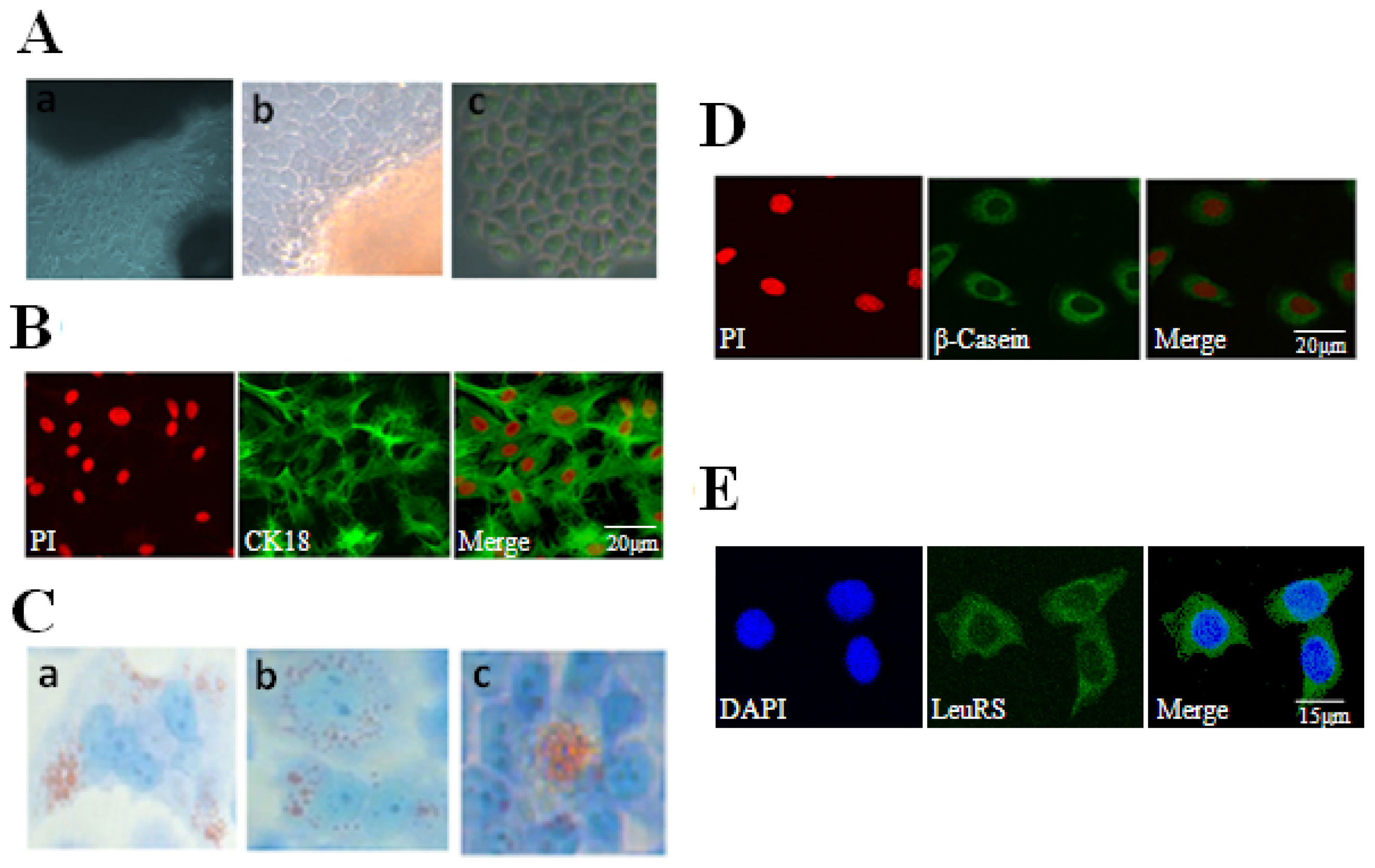 Ijms 15 05952f2