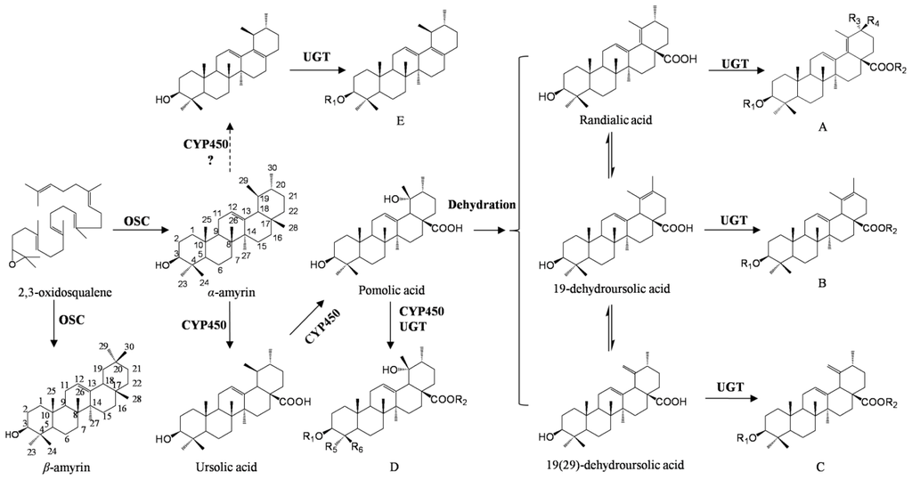 Triterpenoid Saponin Biosynthetic Pathway Profiling and