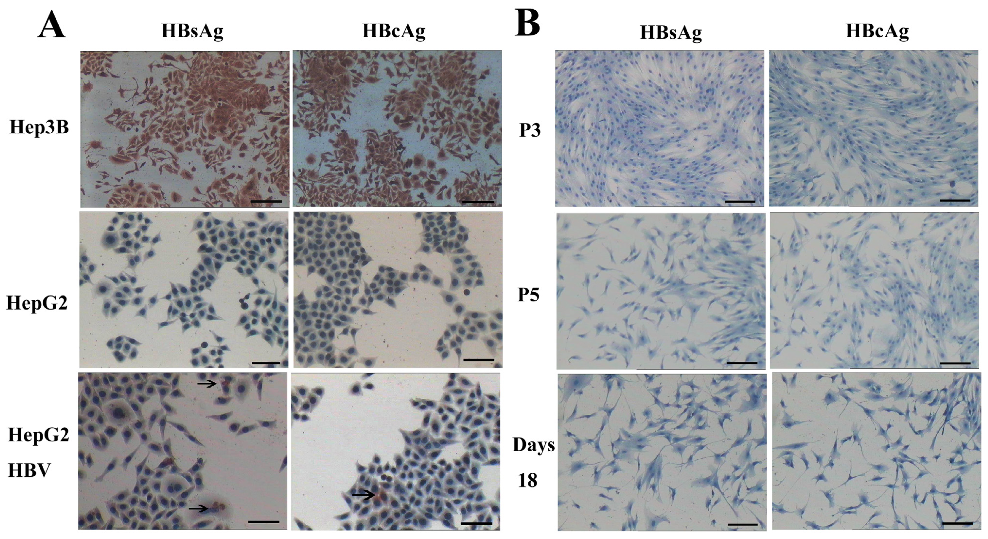 Ijms 15 06096f10 1024