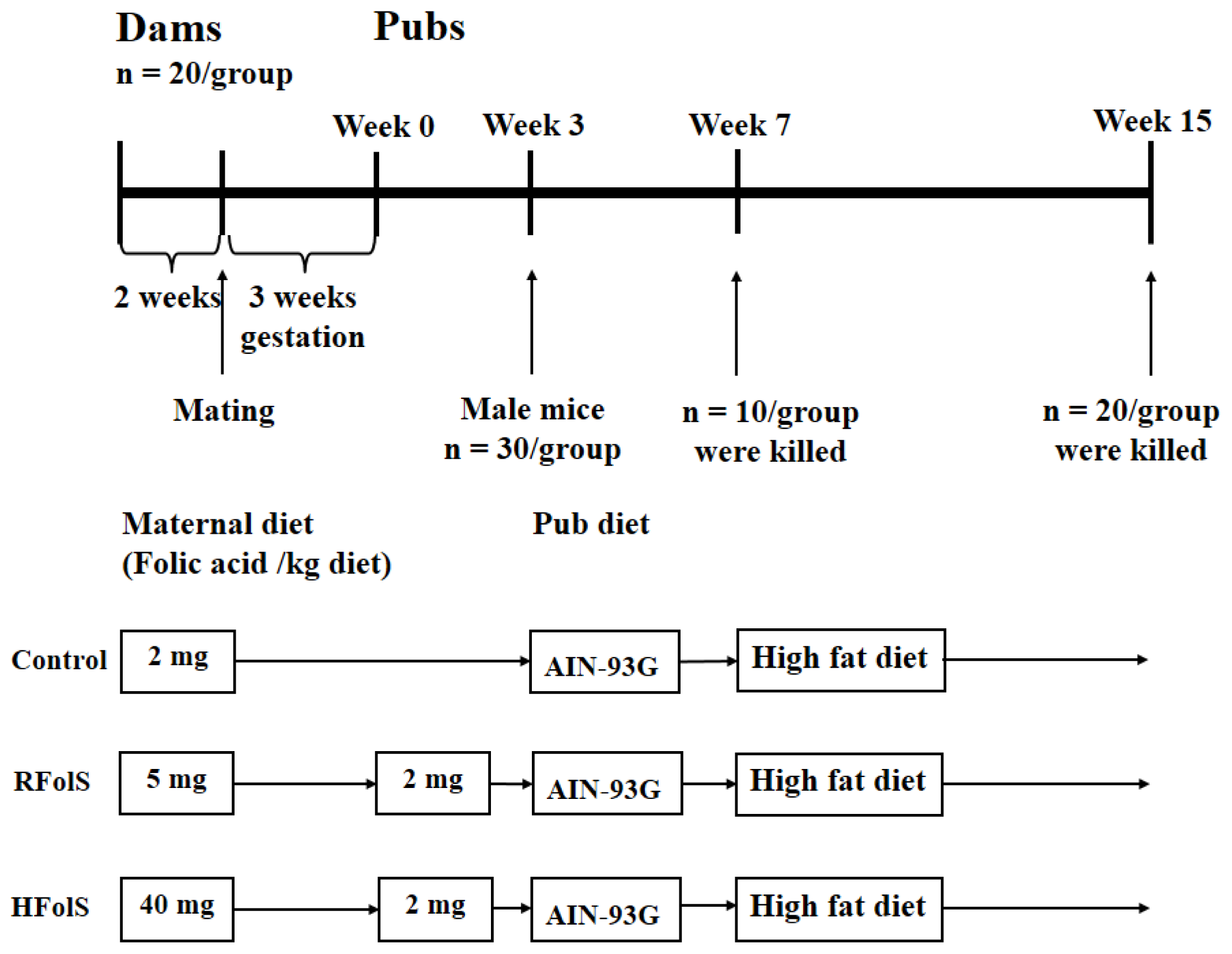 The role of folic acid in the male body The role of folic acid in the male body