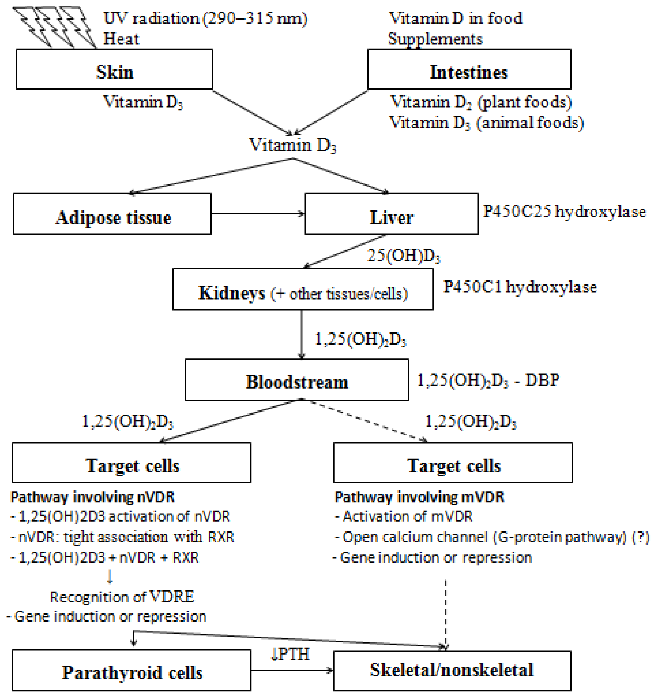 IJMS Free FullText Vitamin D Link between Osteoporosis, Obesity