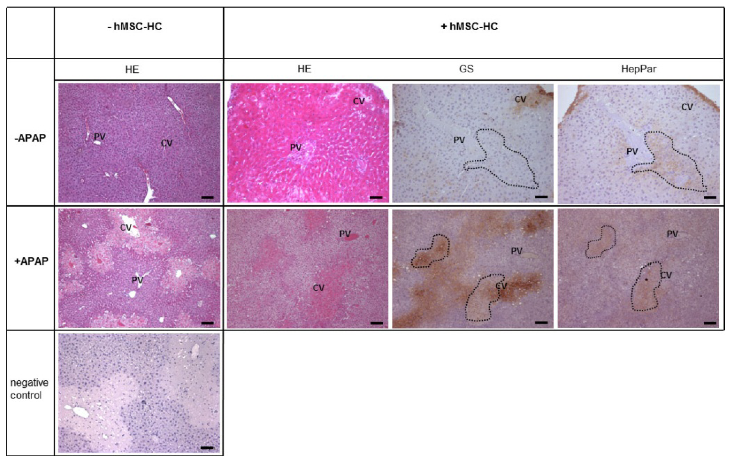 Ijms 15 07004f4 1024